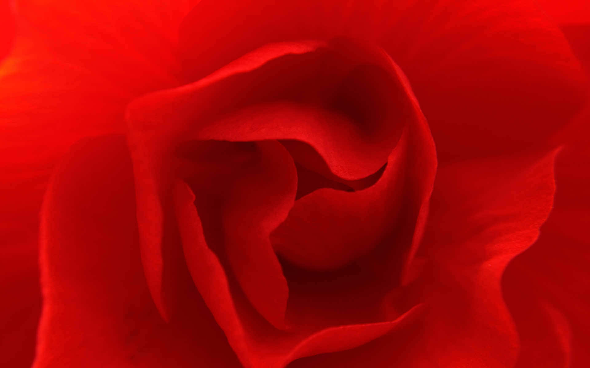 Red Roses Pc, deep red rose, velvety petals, Full HD Desktop Wallpaper