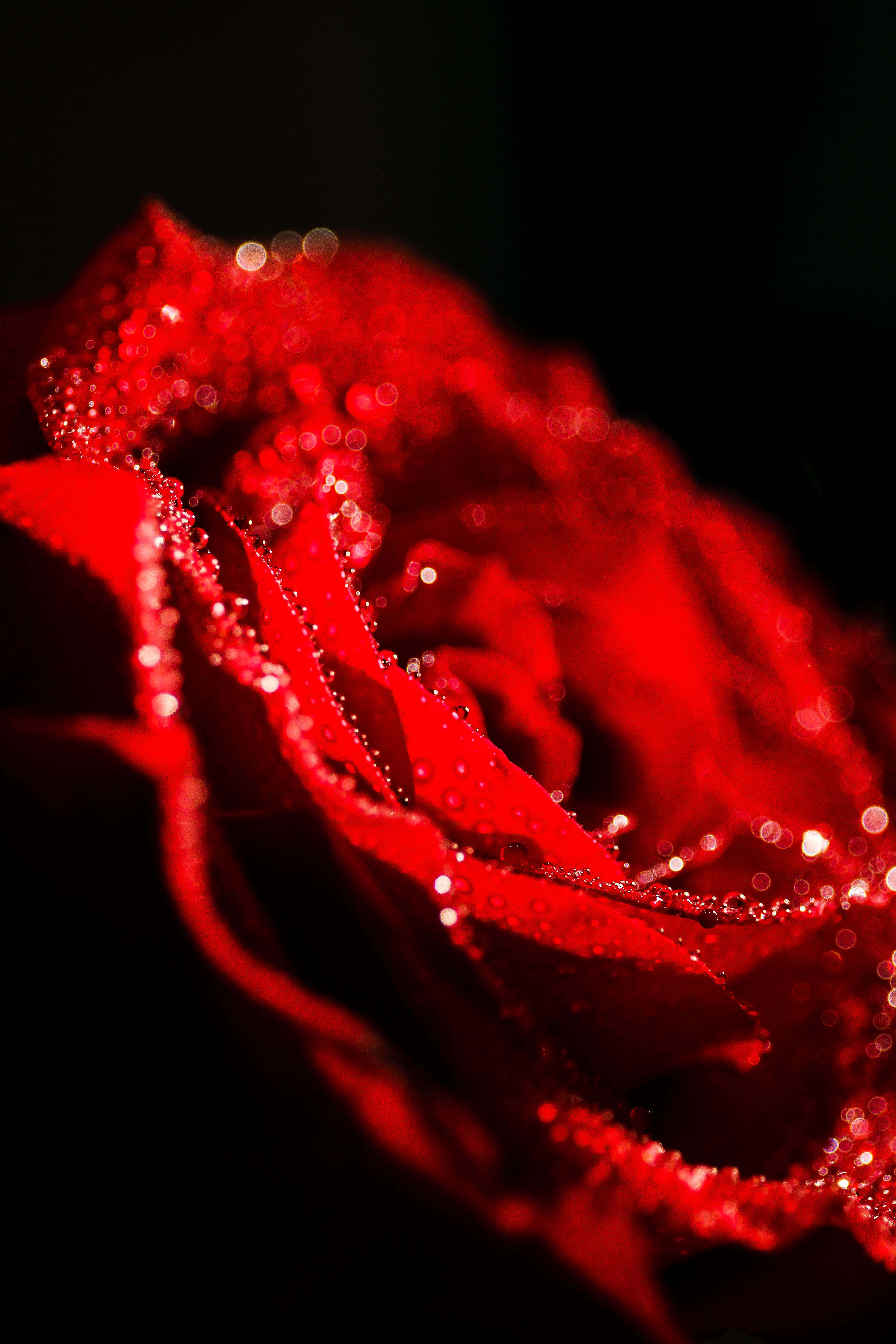 rose red pfp, vibrant red rose, glistening water droplets, 5K Phone Wallpaper