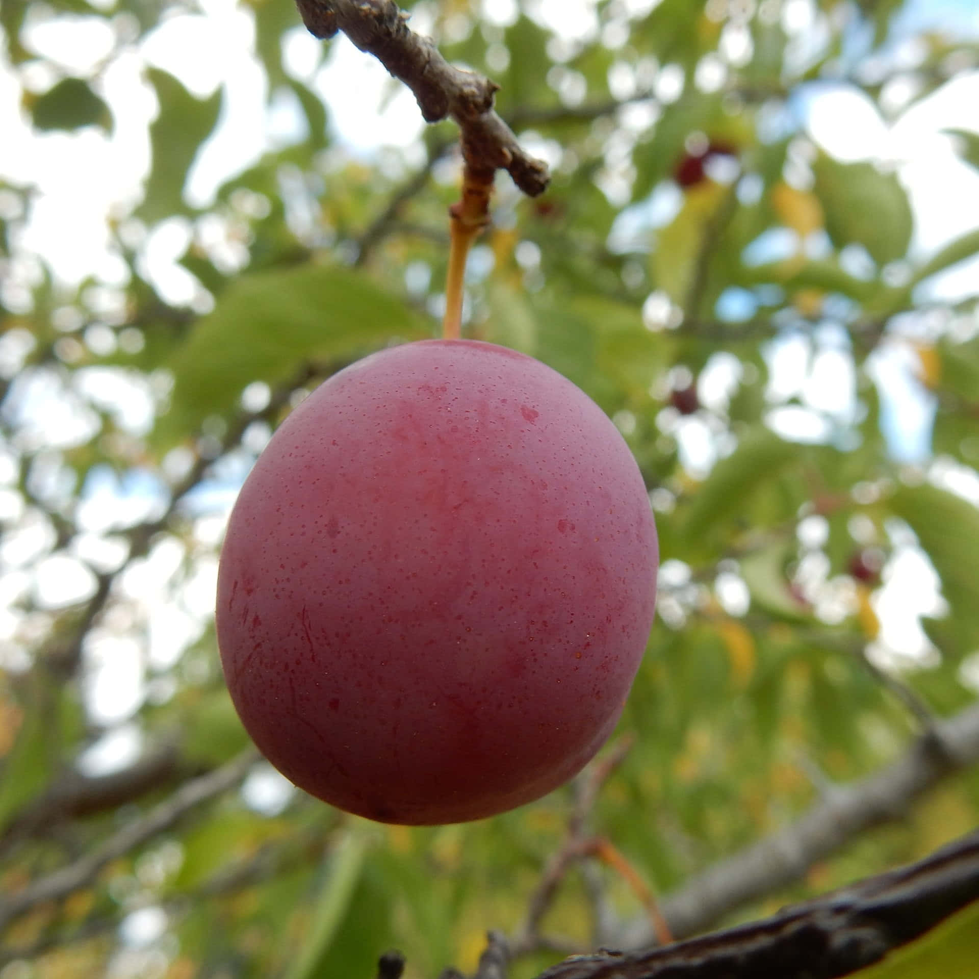 Red Plum, 1920 x 1920, purple plum, Full HD Desktop Wallpaper