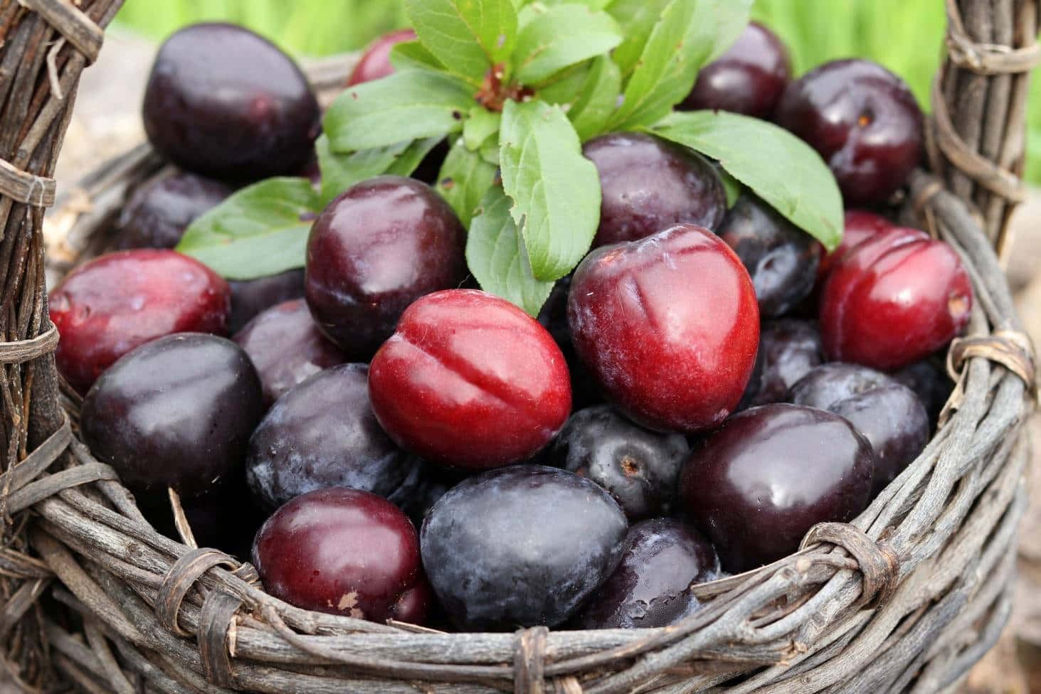 Red Plum, 1463 x 976, rustic woven basket, HD Desktop Wallpaper