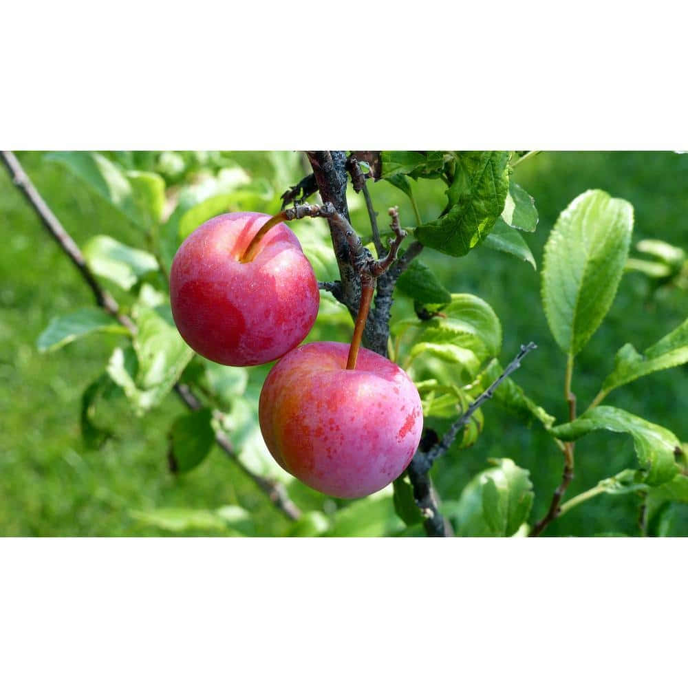 Red Plum, branch, lush green leaves, SD Desktop Wallpaper