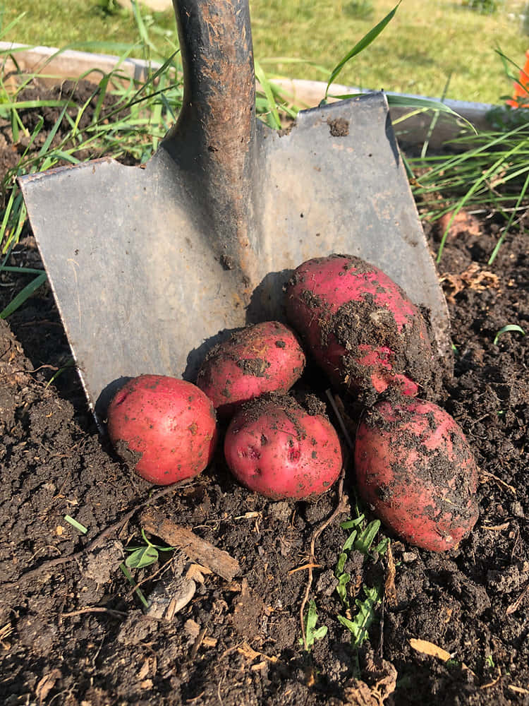red potatoes, dirt, rusty shovel, SD Phone Wallpaper
