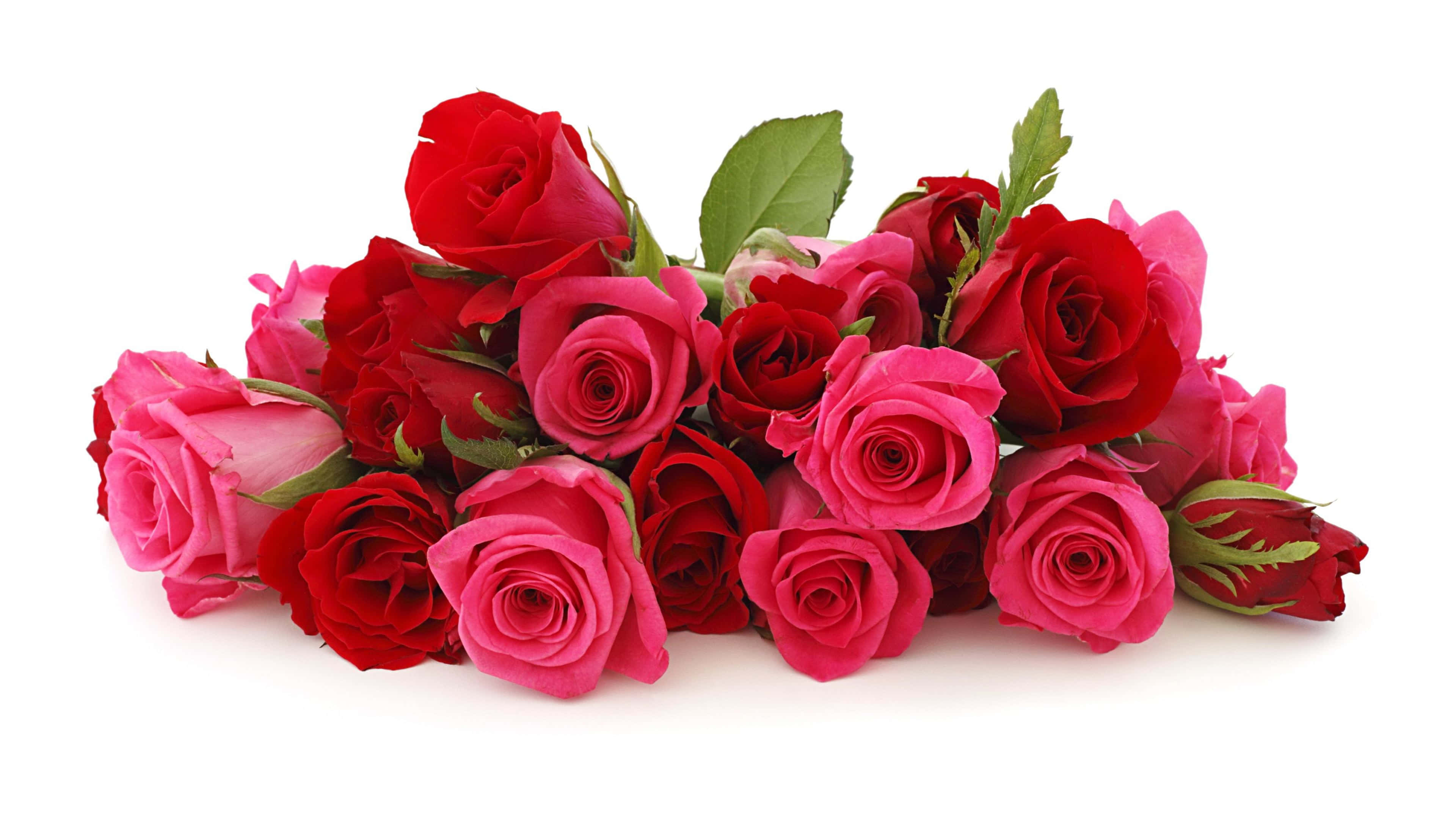 vibrant red and pink roses, green leaves, clean white background, 4K Desktop Wallpaper