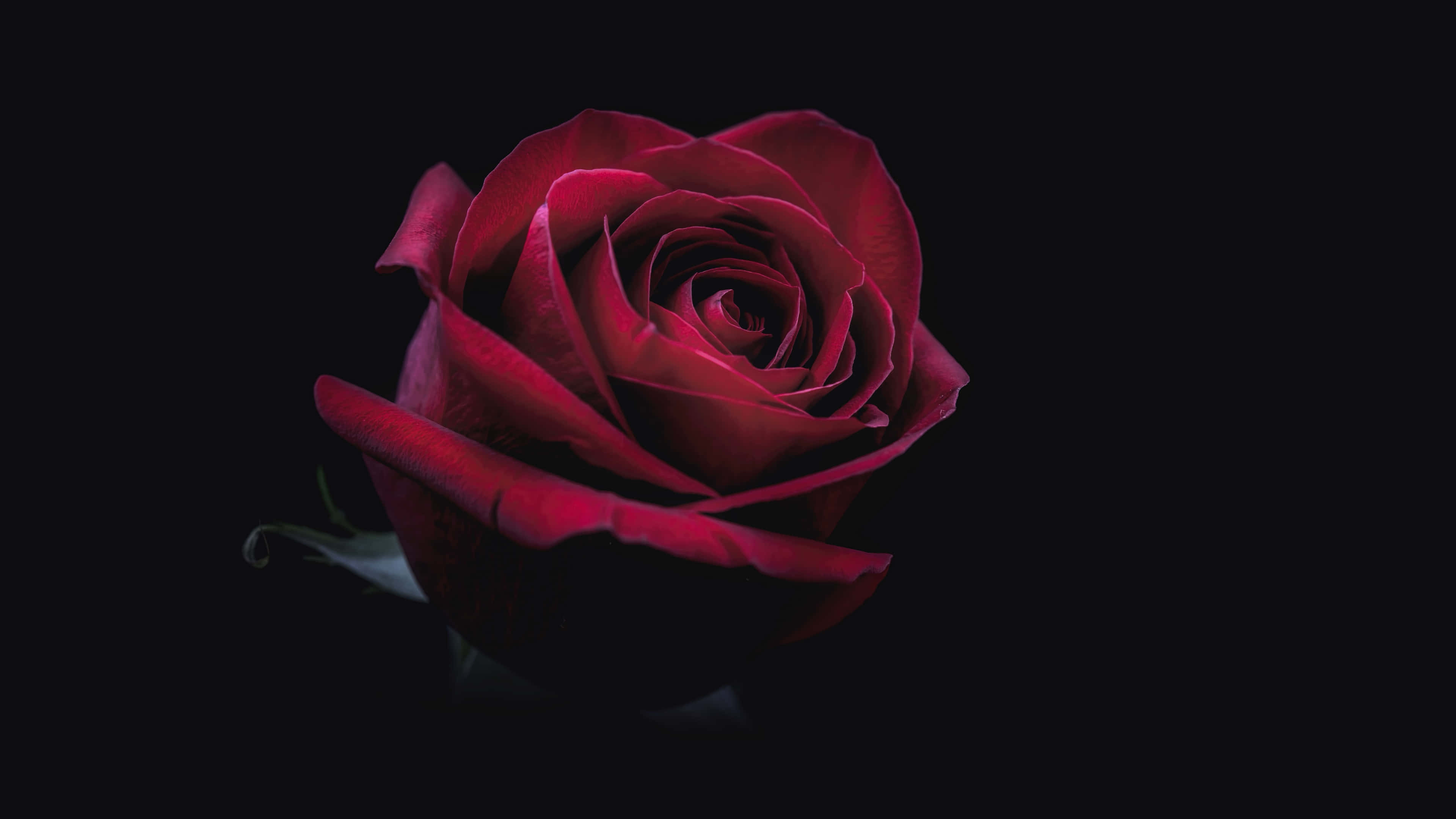 Red Rose, 4K, deep red rose, 4K Desktop Wallpaper