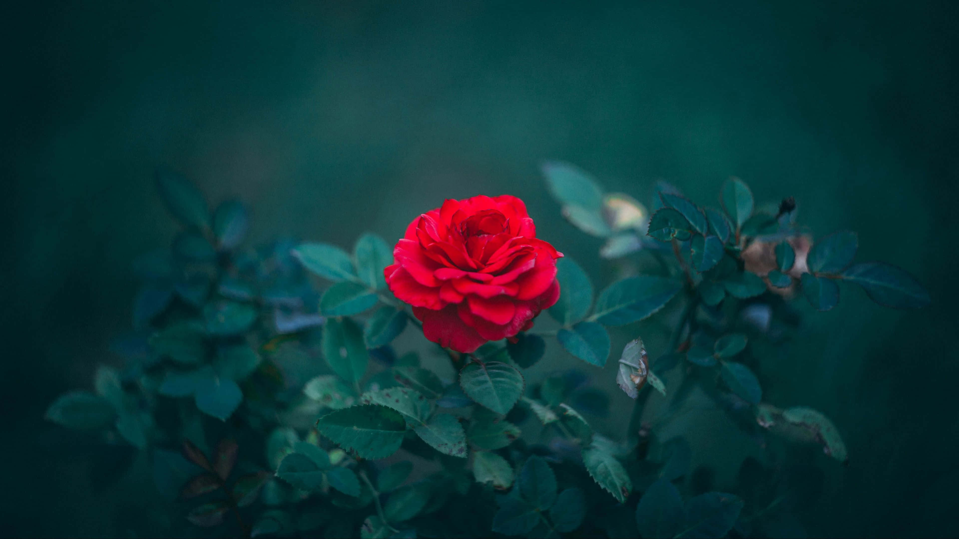 vibrant red rose, deep green foliage, moody teal backdrop, 4K Desktop Wallpaper