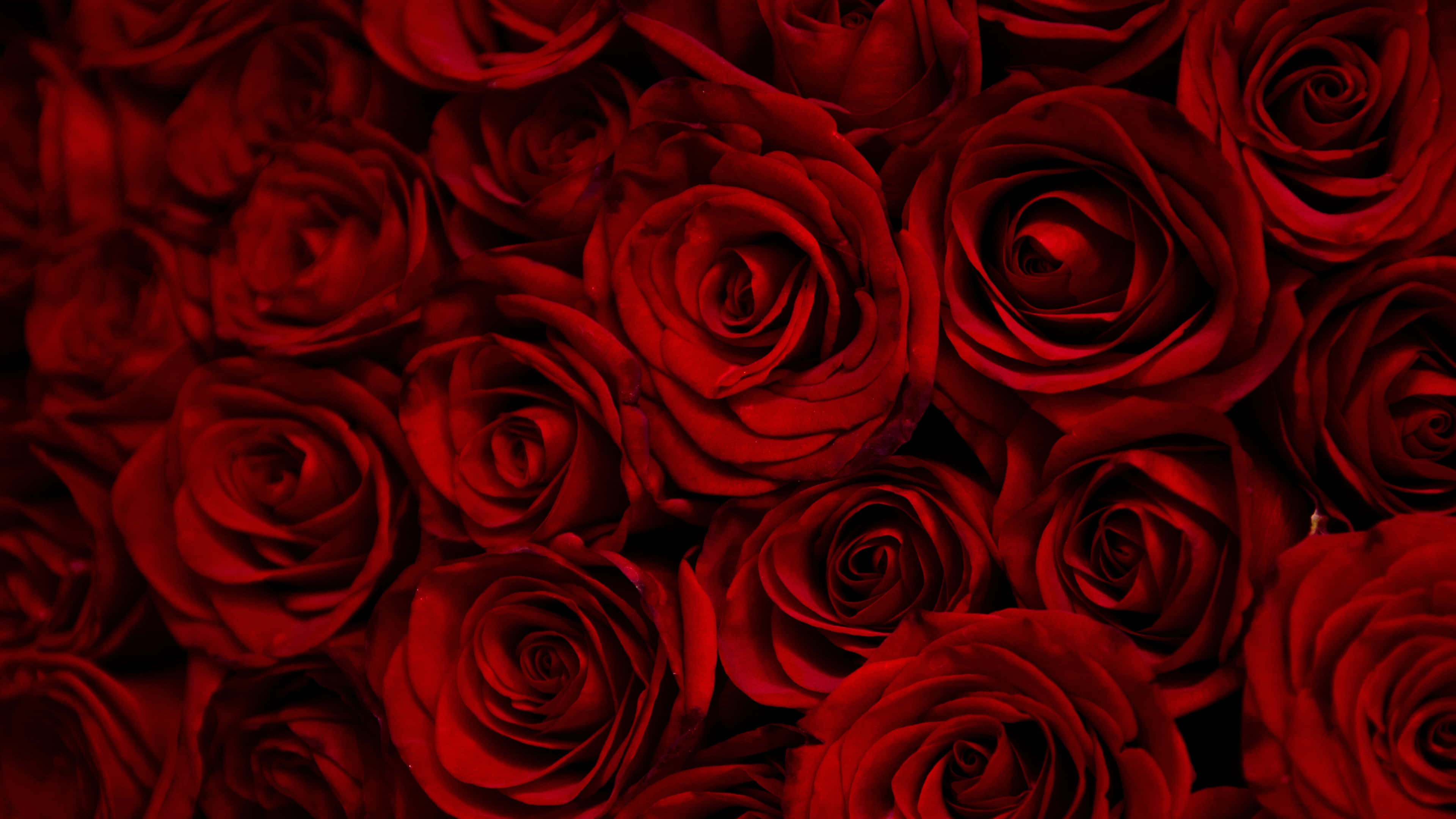 Vibrant Red Roses4 K, deep red roses, velvety, 4K Desktop Wallpaper