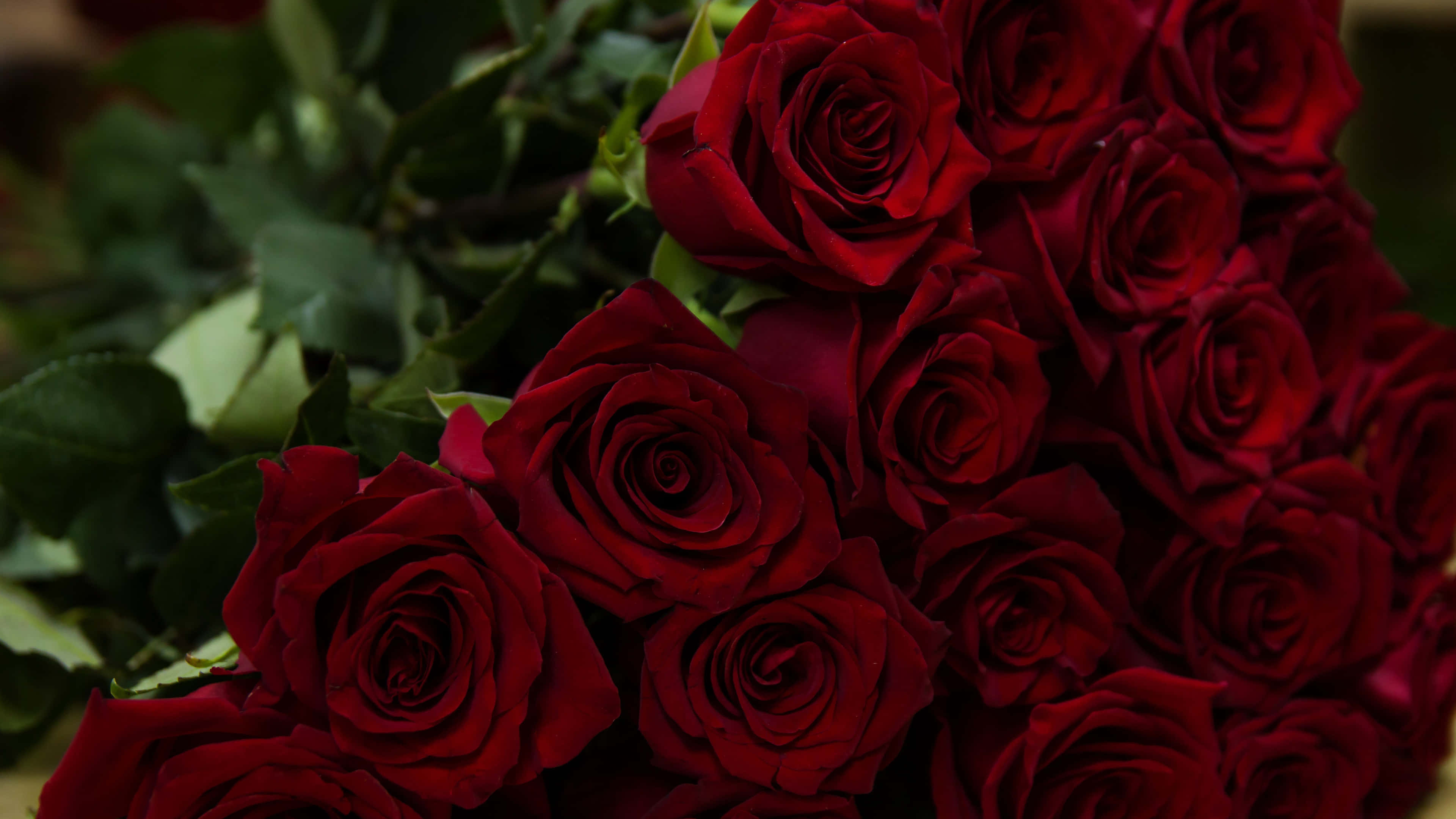 vibrant red roses bouquet, 4K, deep red roses, 4K Desktop Wallpaper