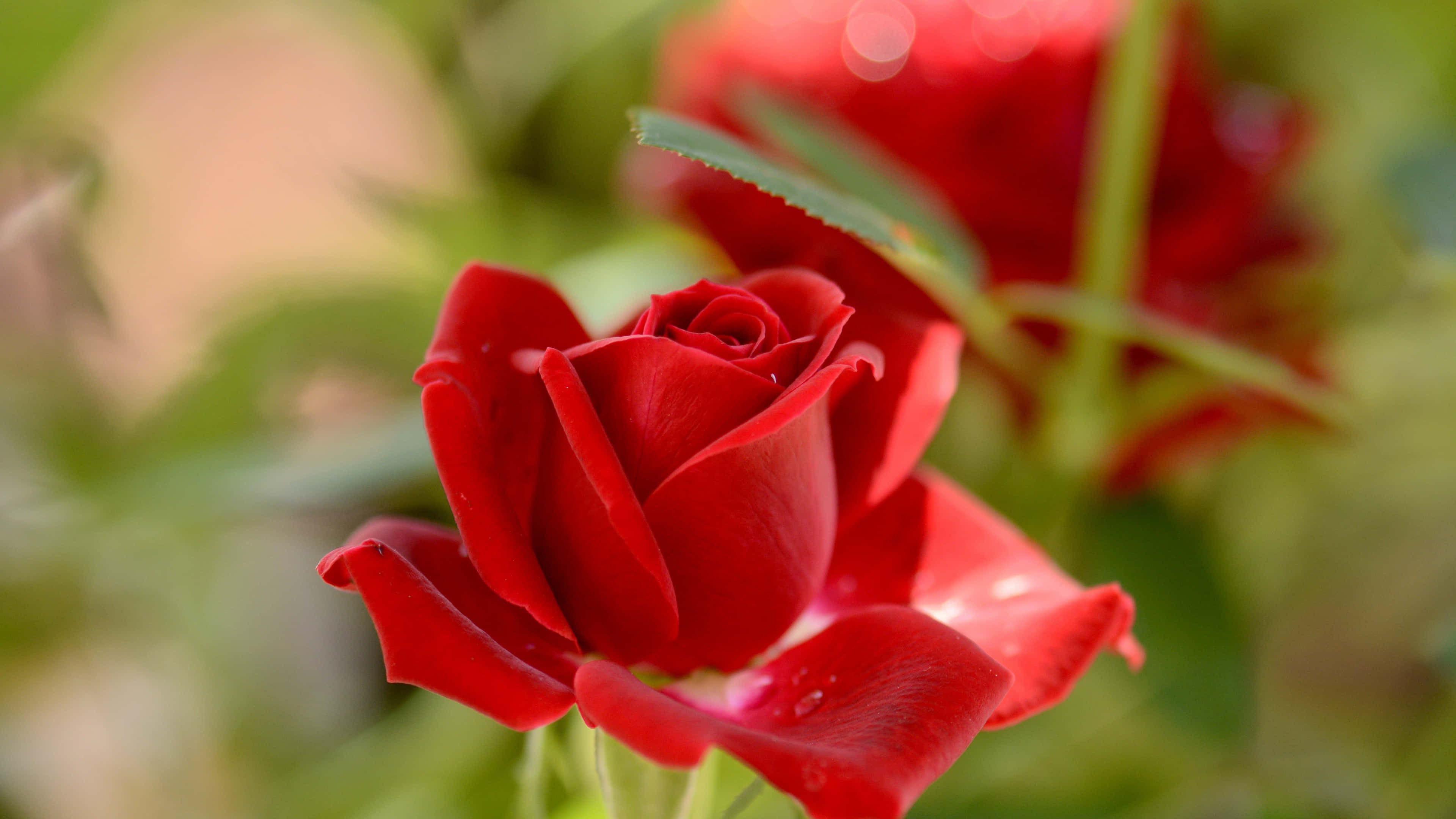 vibrant red rose, dewdrops, soft focus, 4K Desktop Wallpaper