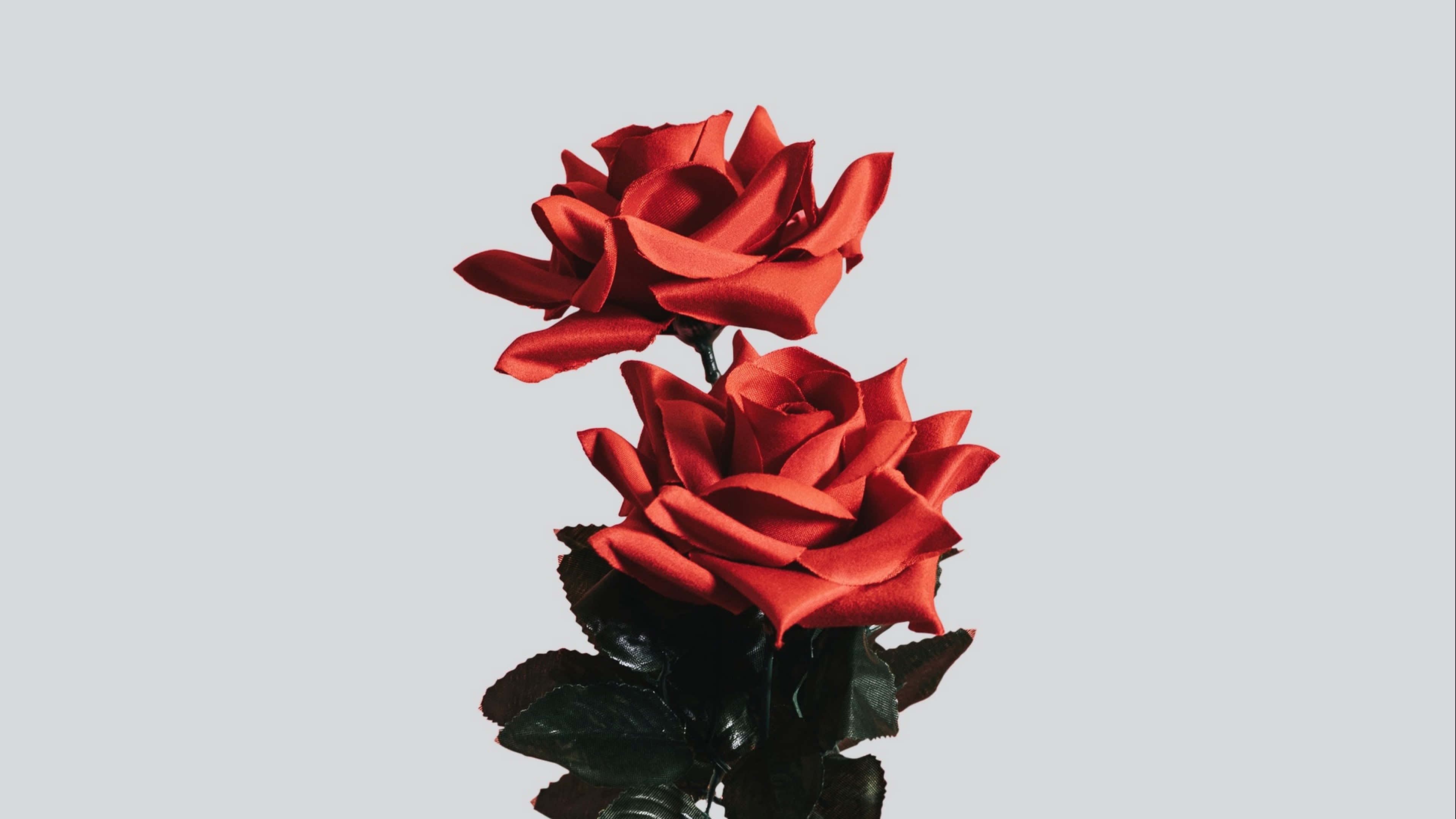 Vibrant Red Roses4 K, glossy petals, dark leaves, 4K Desktop Wallpaper