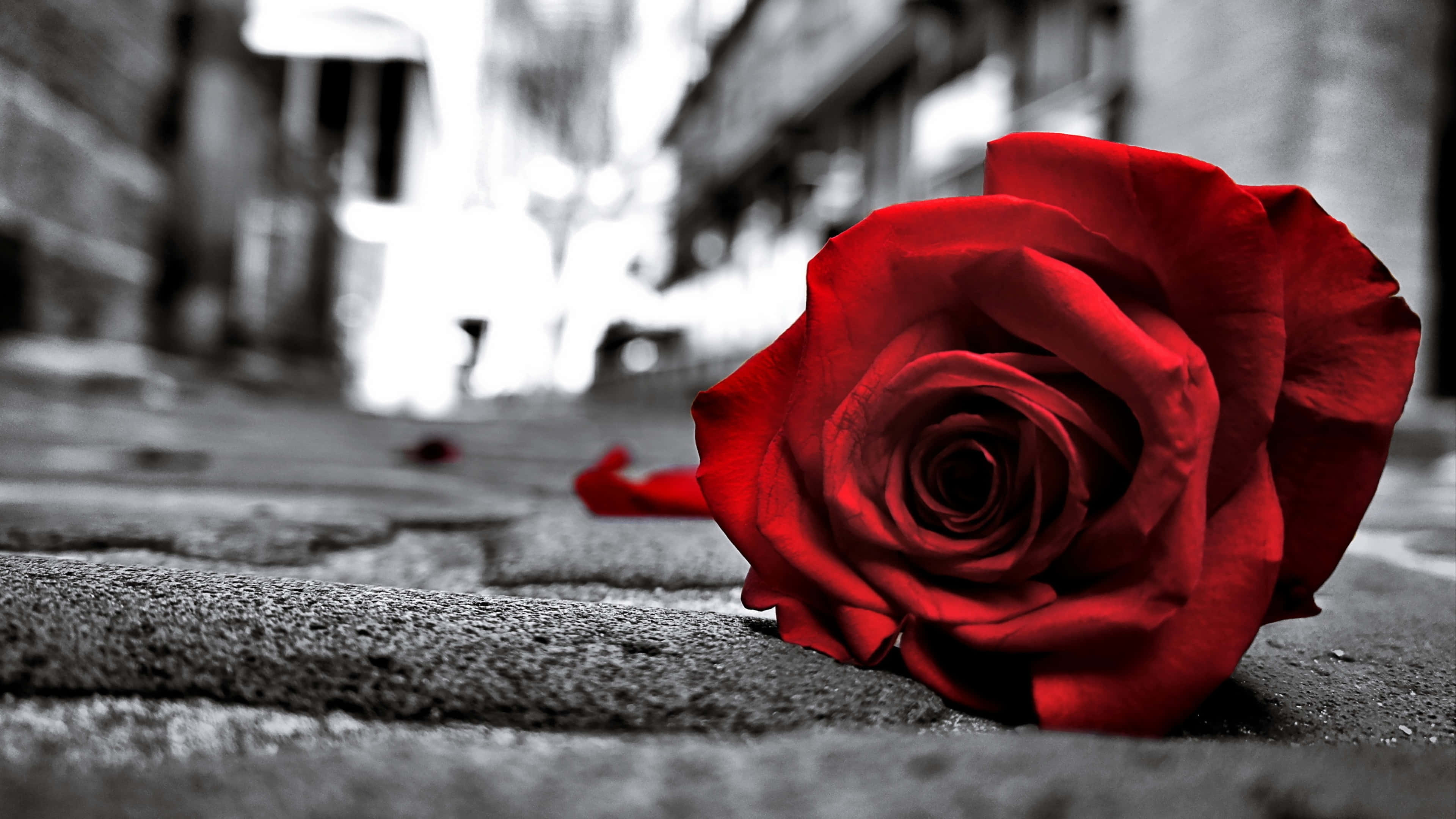 vibrant red rose, cobblestone street, desaturated urban background, 4K Desktop Wallpaper