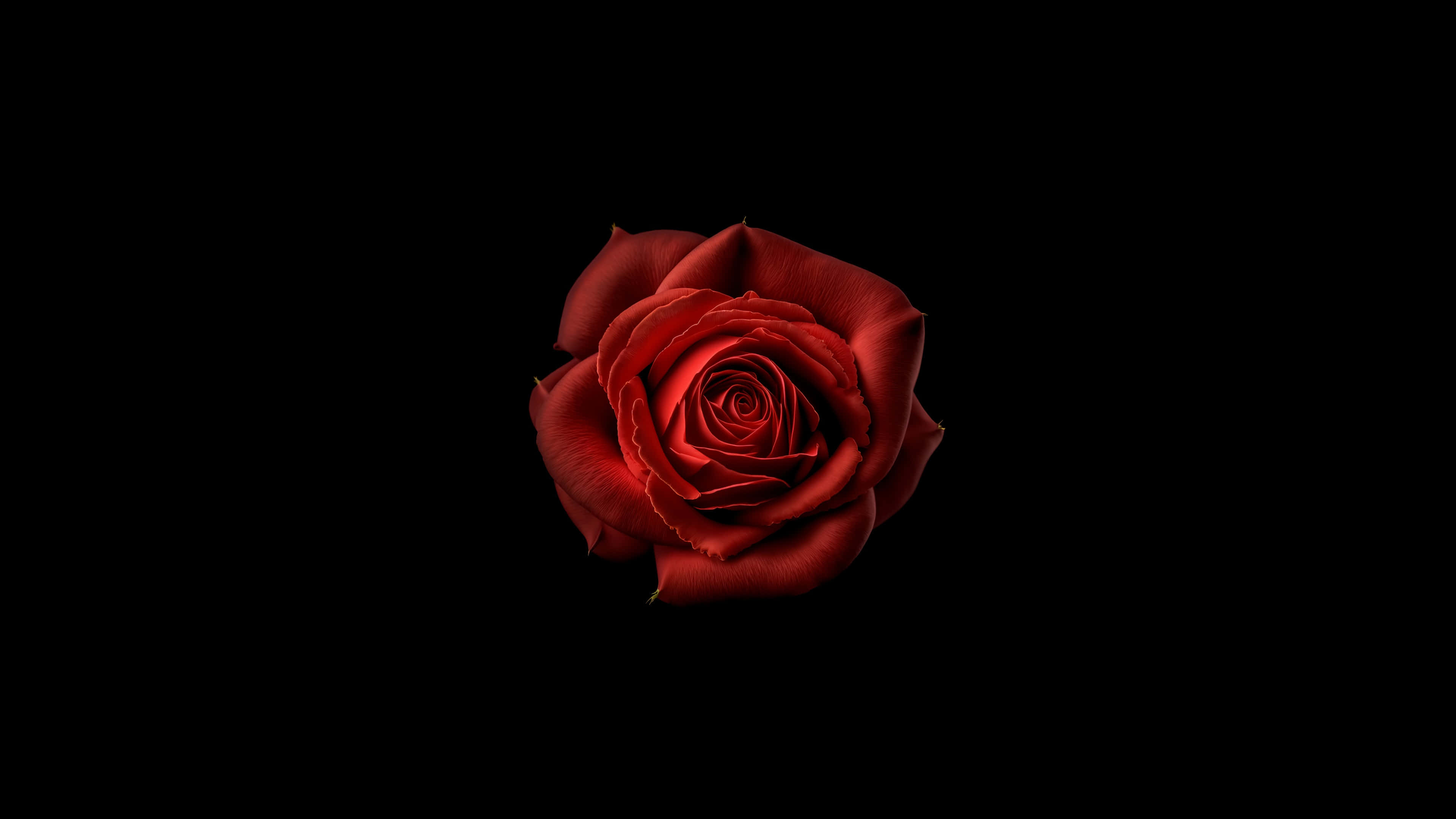 Red Rose, black background, deep red rose, 4K Desktop Wallpaper