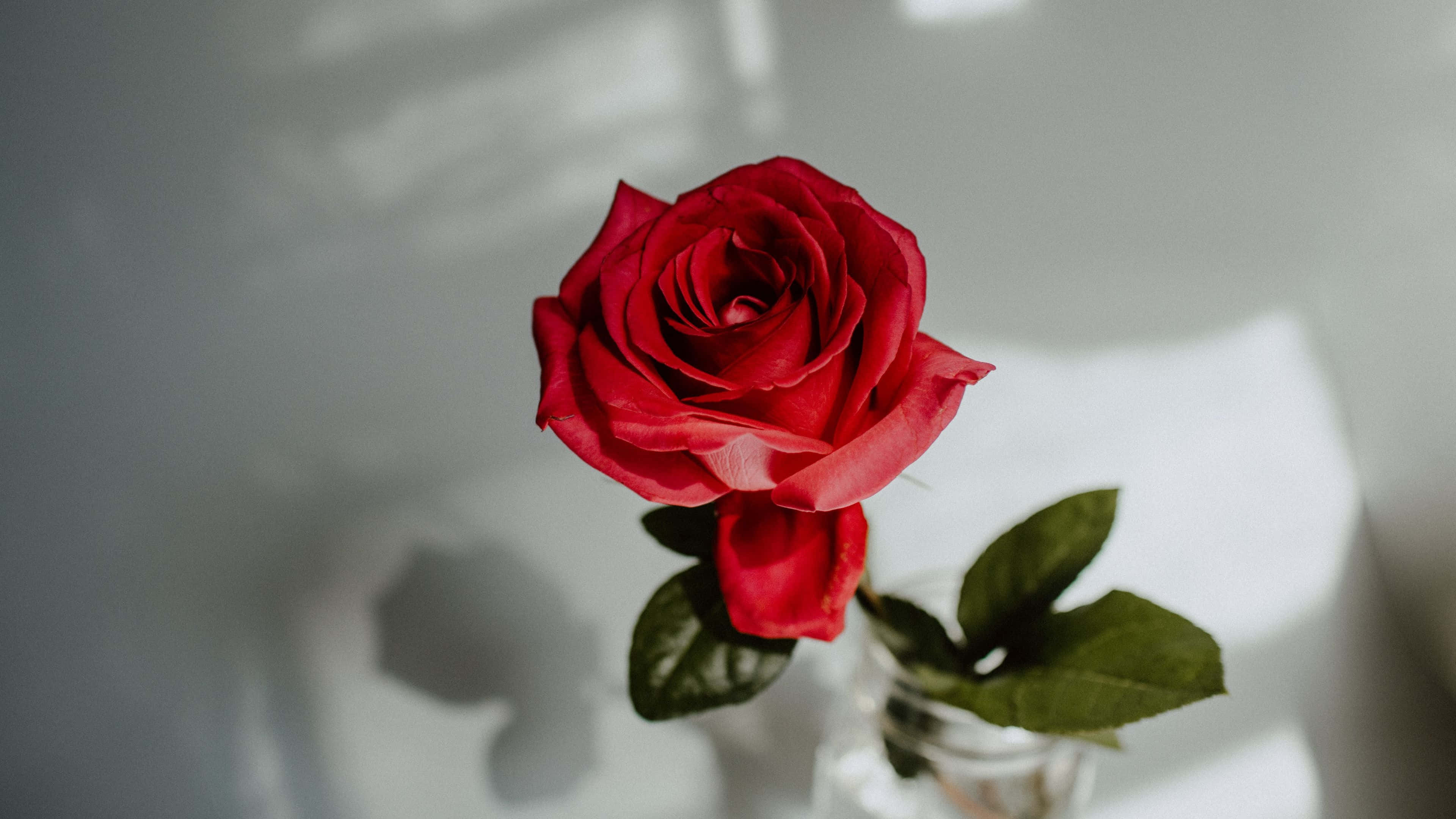 Red Rose, glass vase, clear glass, 4K Desktop Wallpaper