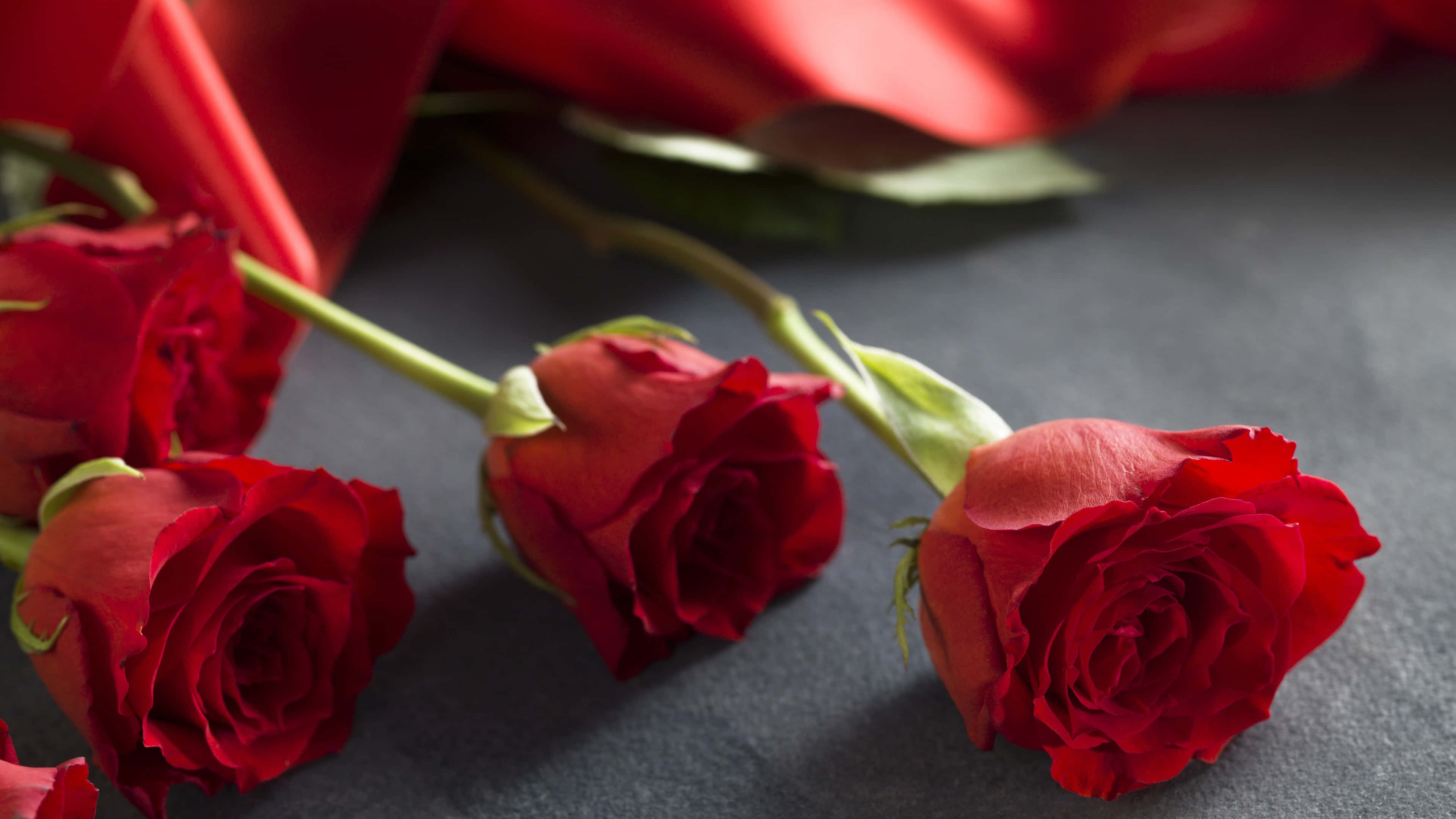 Red Roses, elegant presentation, dark gray surface, 4K Desktop Wallpaper