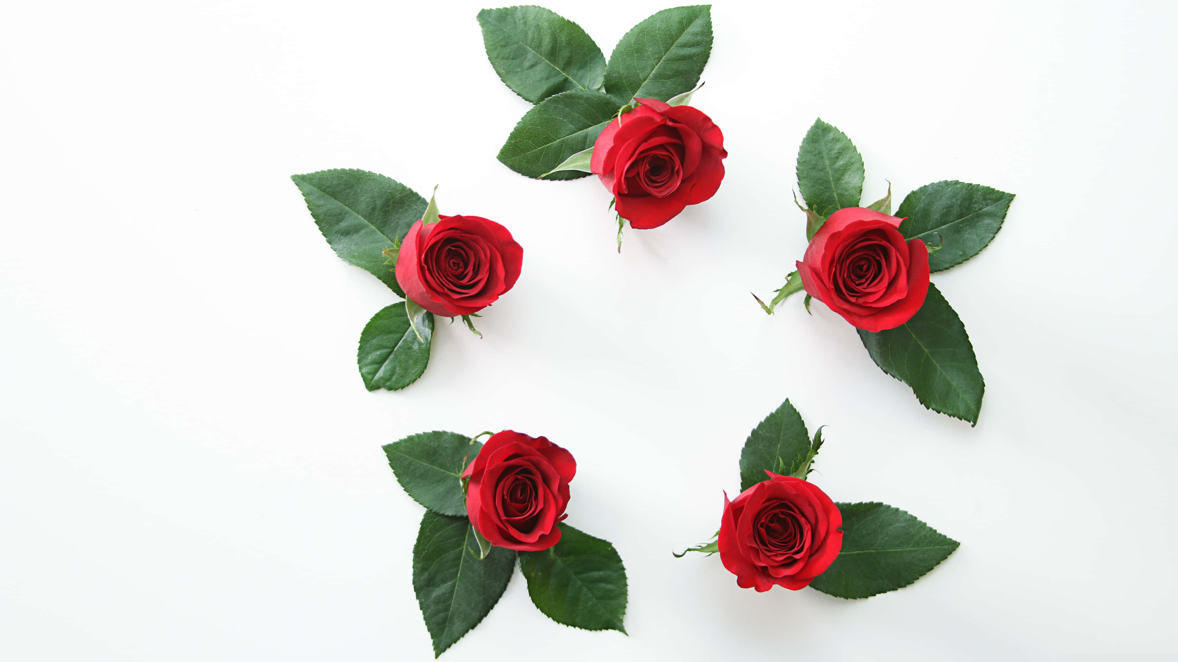 Red Roses, white background, vibrant red roses, 4K Desktop Wallpaper