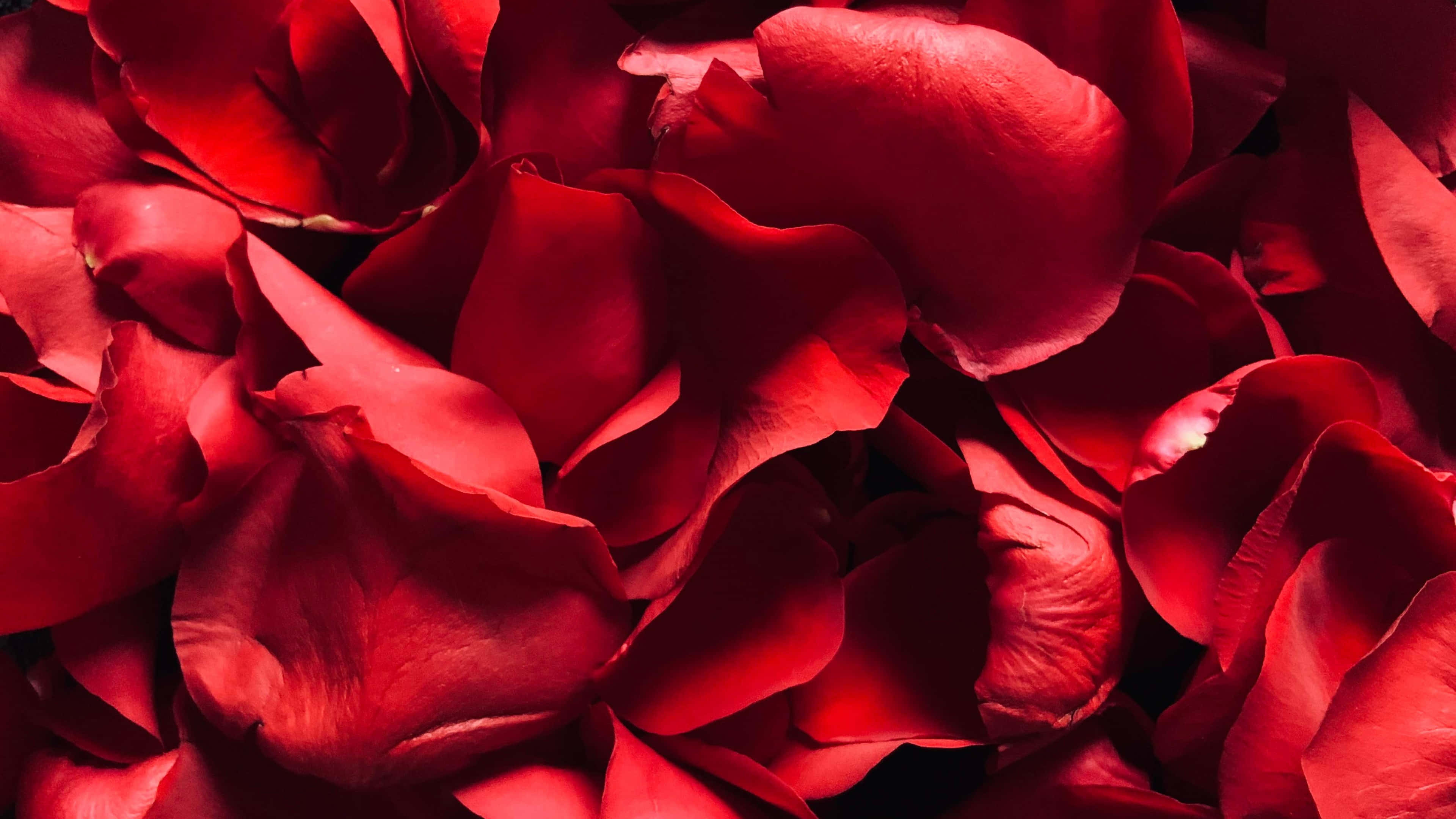vibrant red rose petals, 4K, rich red rose petals, 4K Desktop Wallpaper