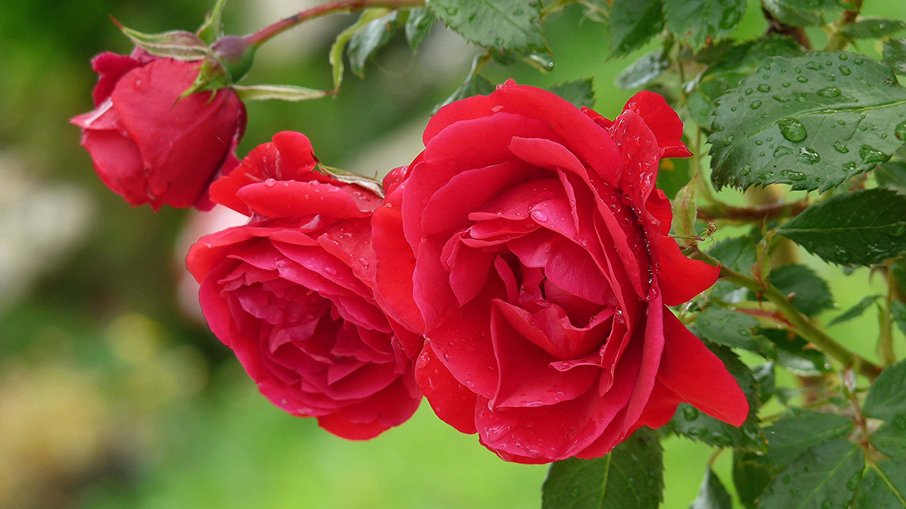 Vibrant Red Roses, dewdrops, lush green foliage, 4K Desktop Wallpaper