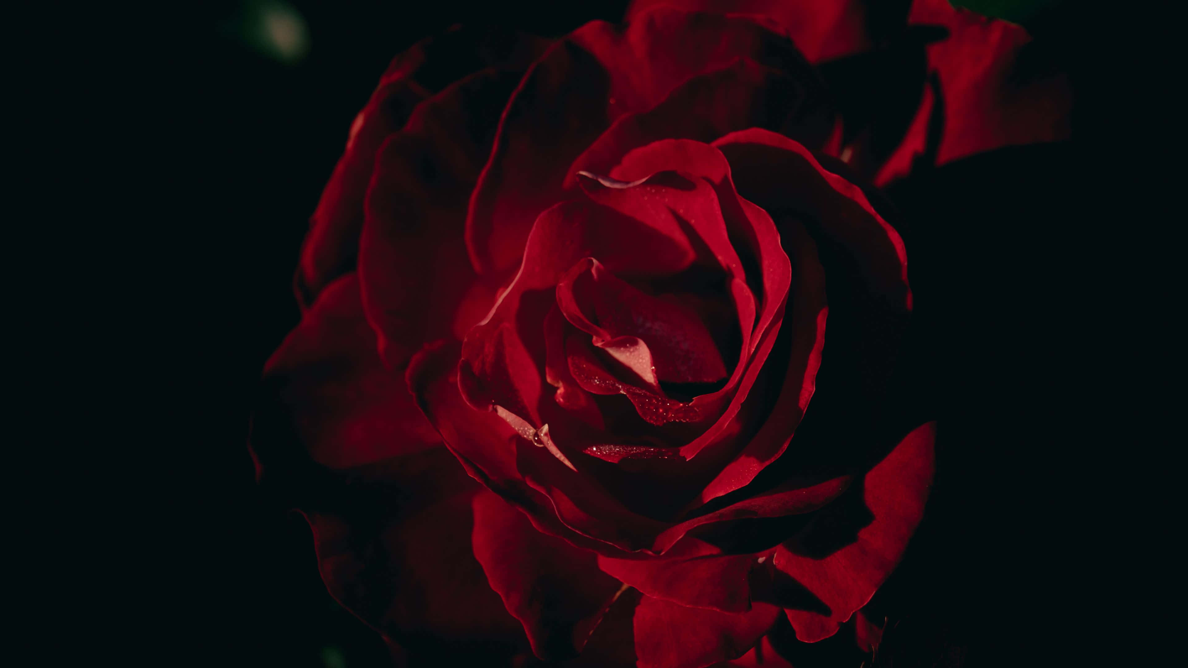 Red Rose, dark background, black background, 4K Desktop Wallpaper