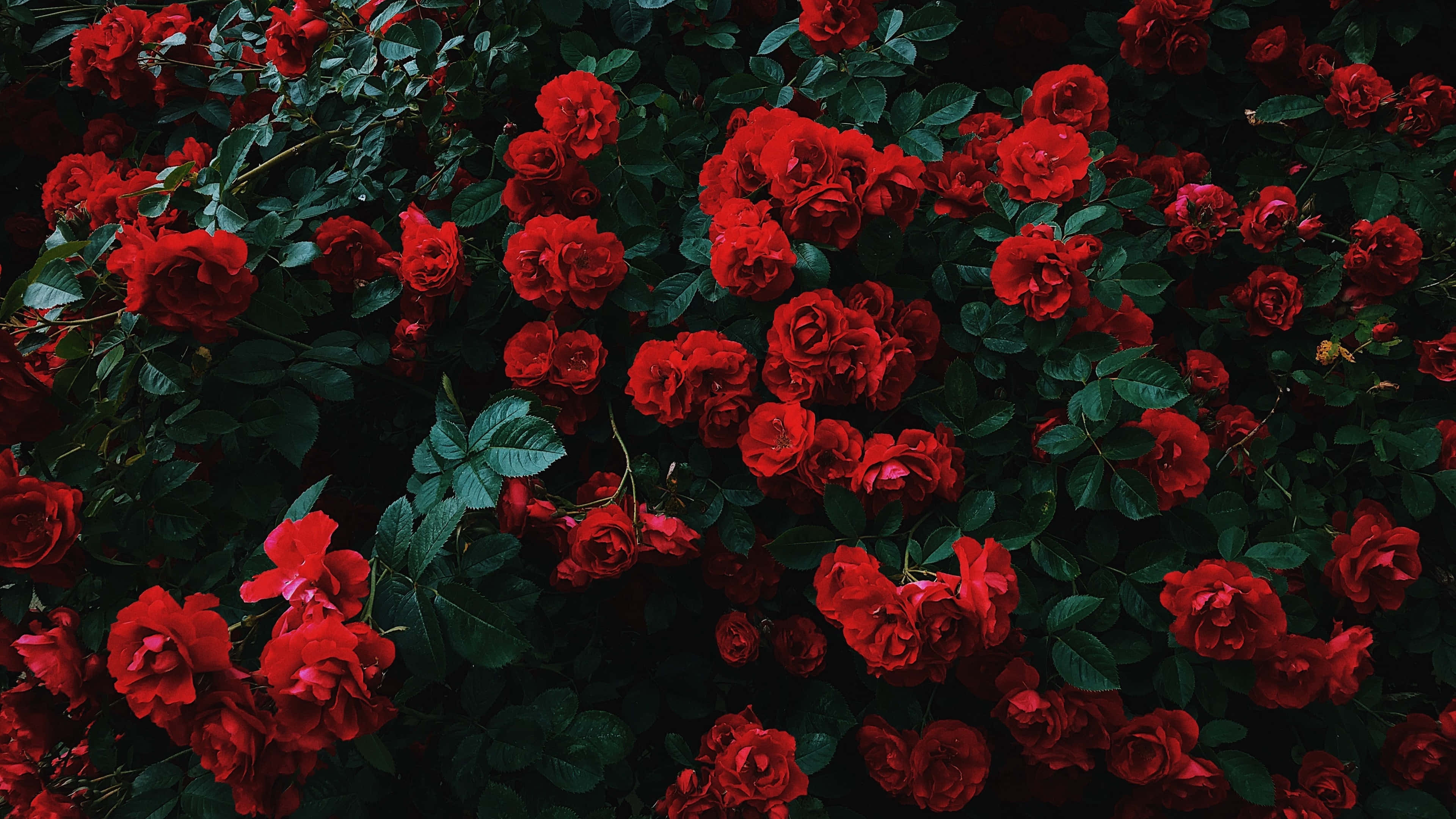 Vibrant red roses, deep green leaves, lush garden scene, 4K Desktop Wallpaper