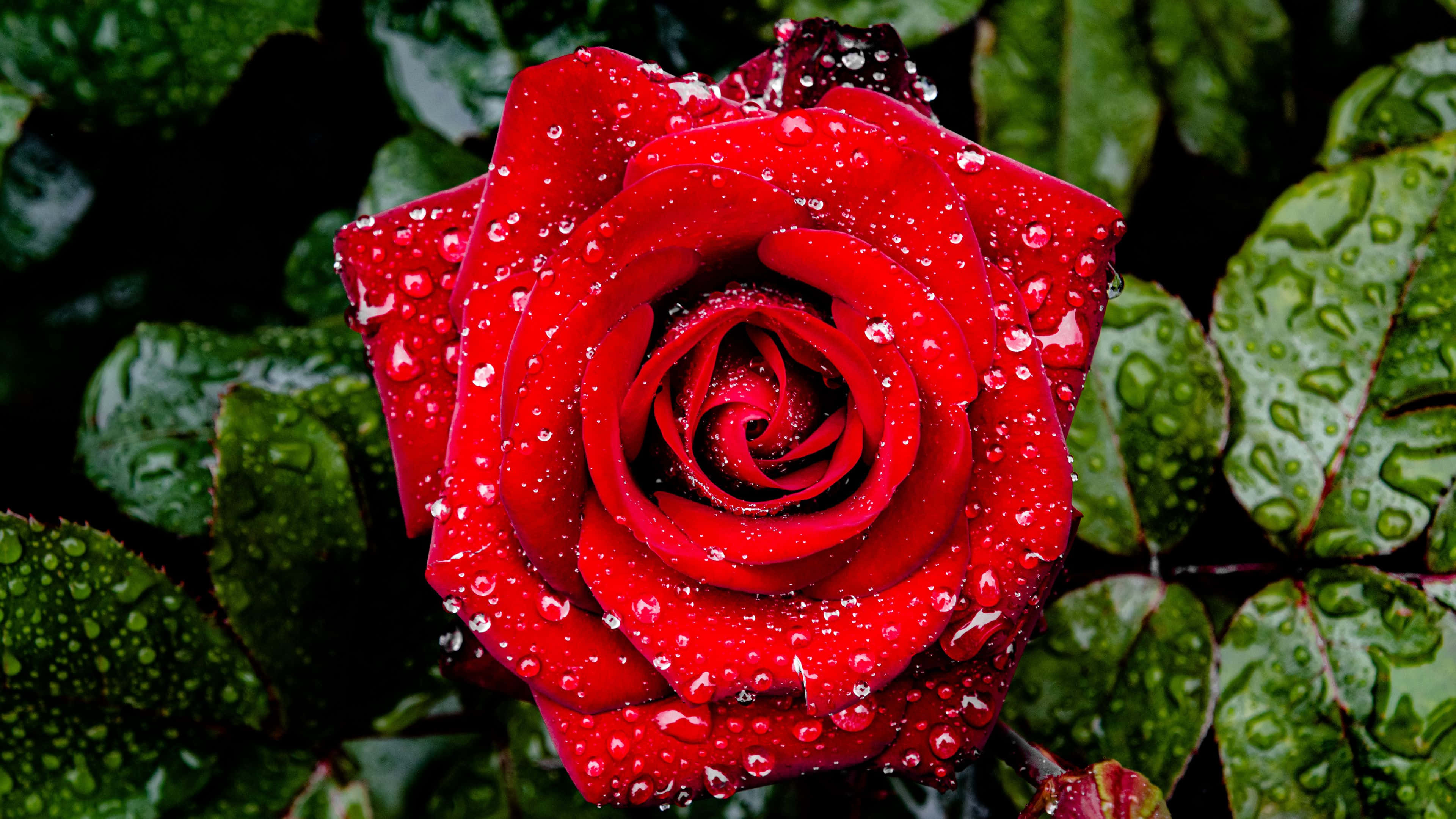 vibrant red rose, raindrops, lush green leaves, 4K Desktop Wallpaper