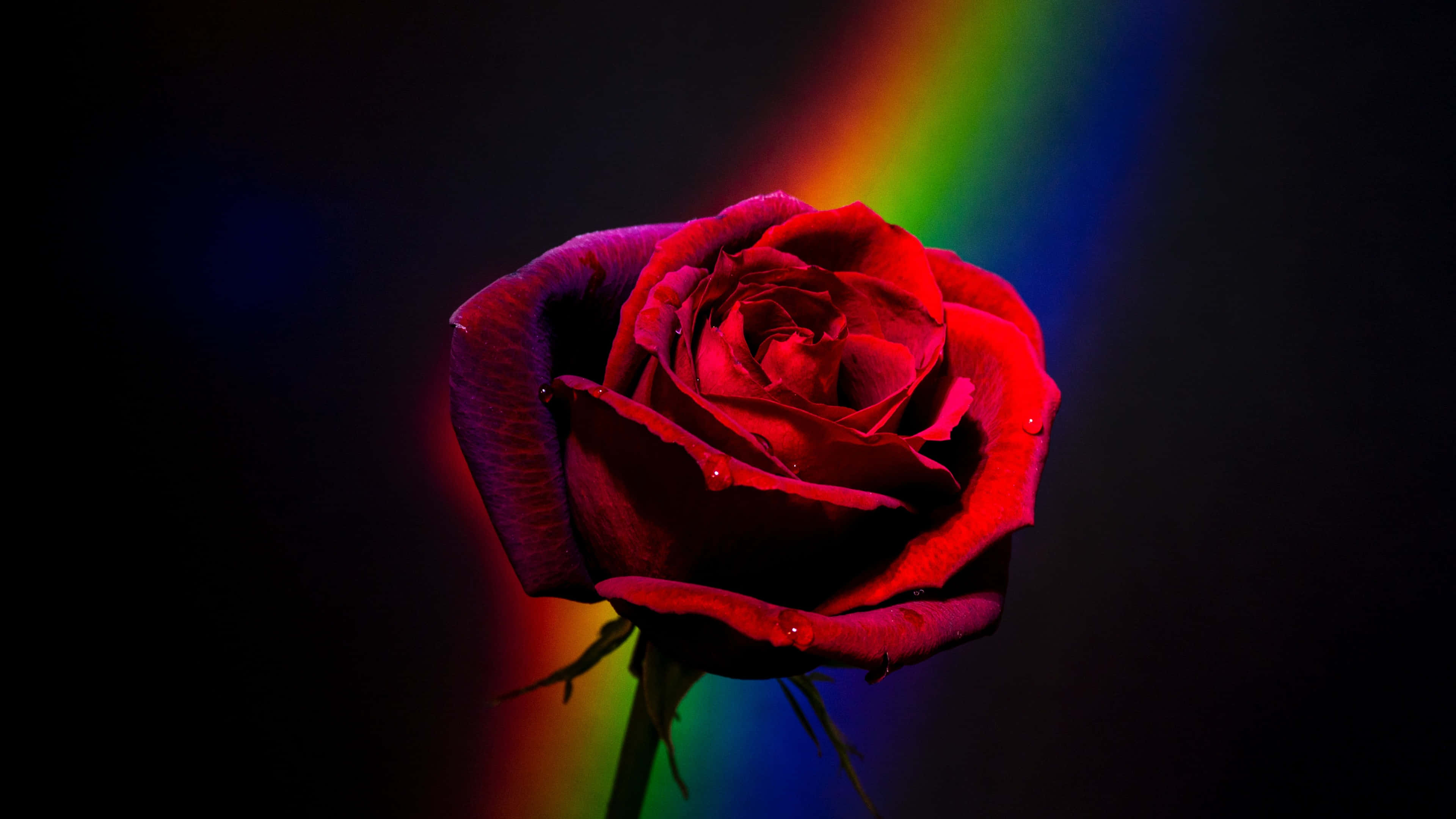 red rose, vibrant rainbow light, dark background, 4K Desktop Wallpaper