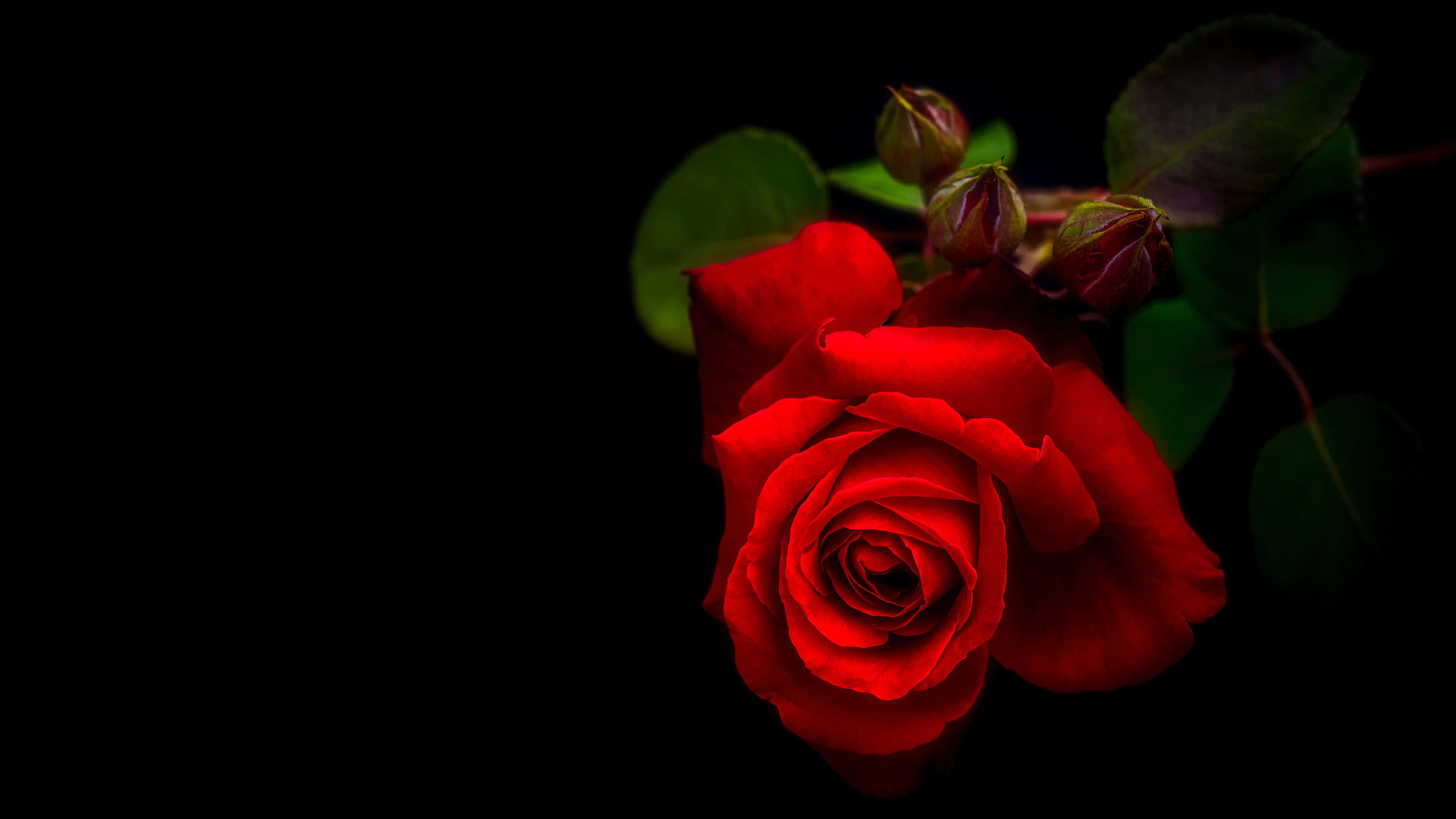 vibrant red rose, black background, green leaves, 4K Desktop Wallpaper