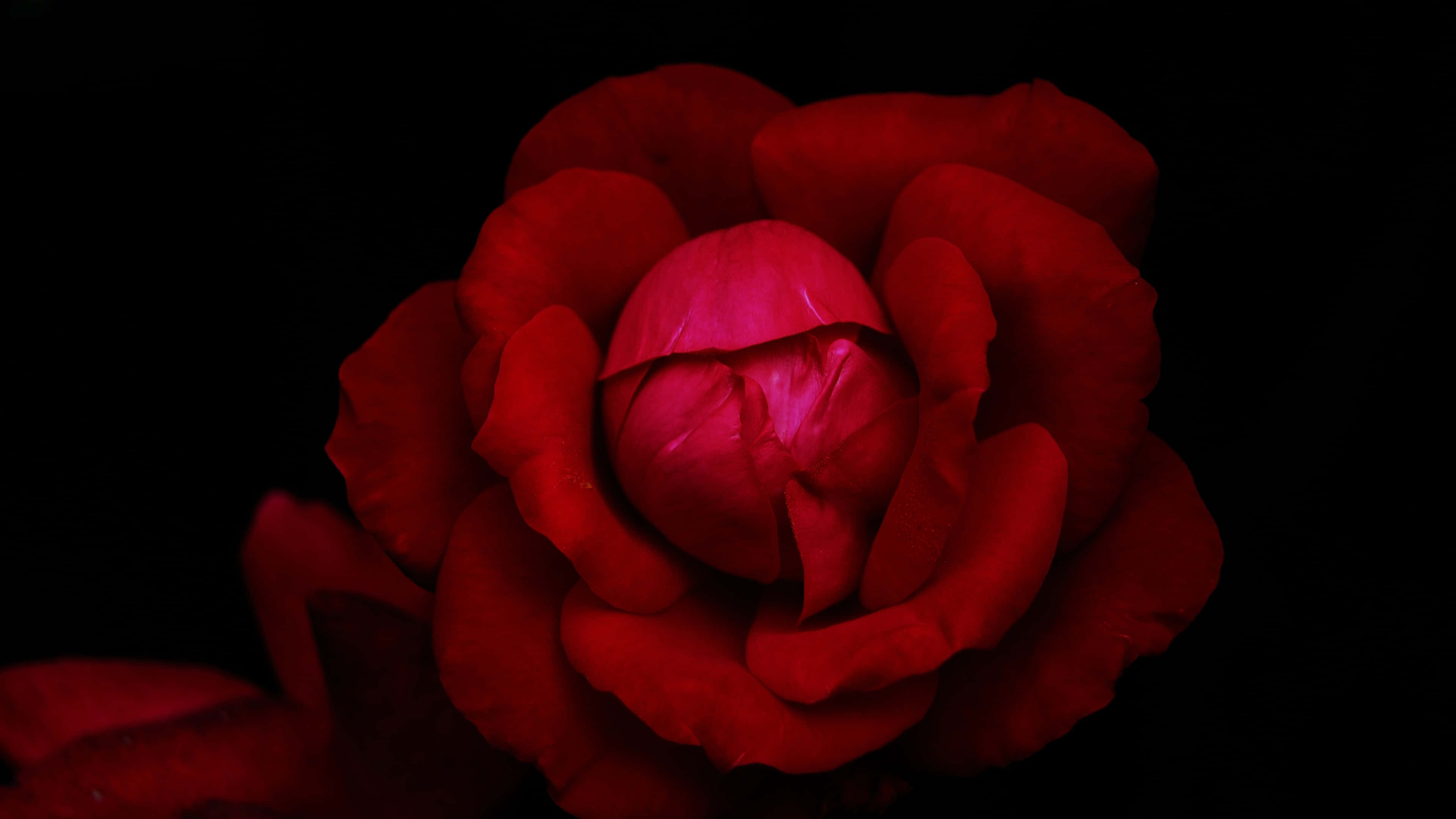 vibrant red rose, 4K, pitch black background, 4K Desktop Wallpaper