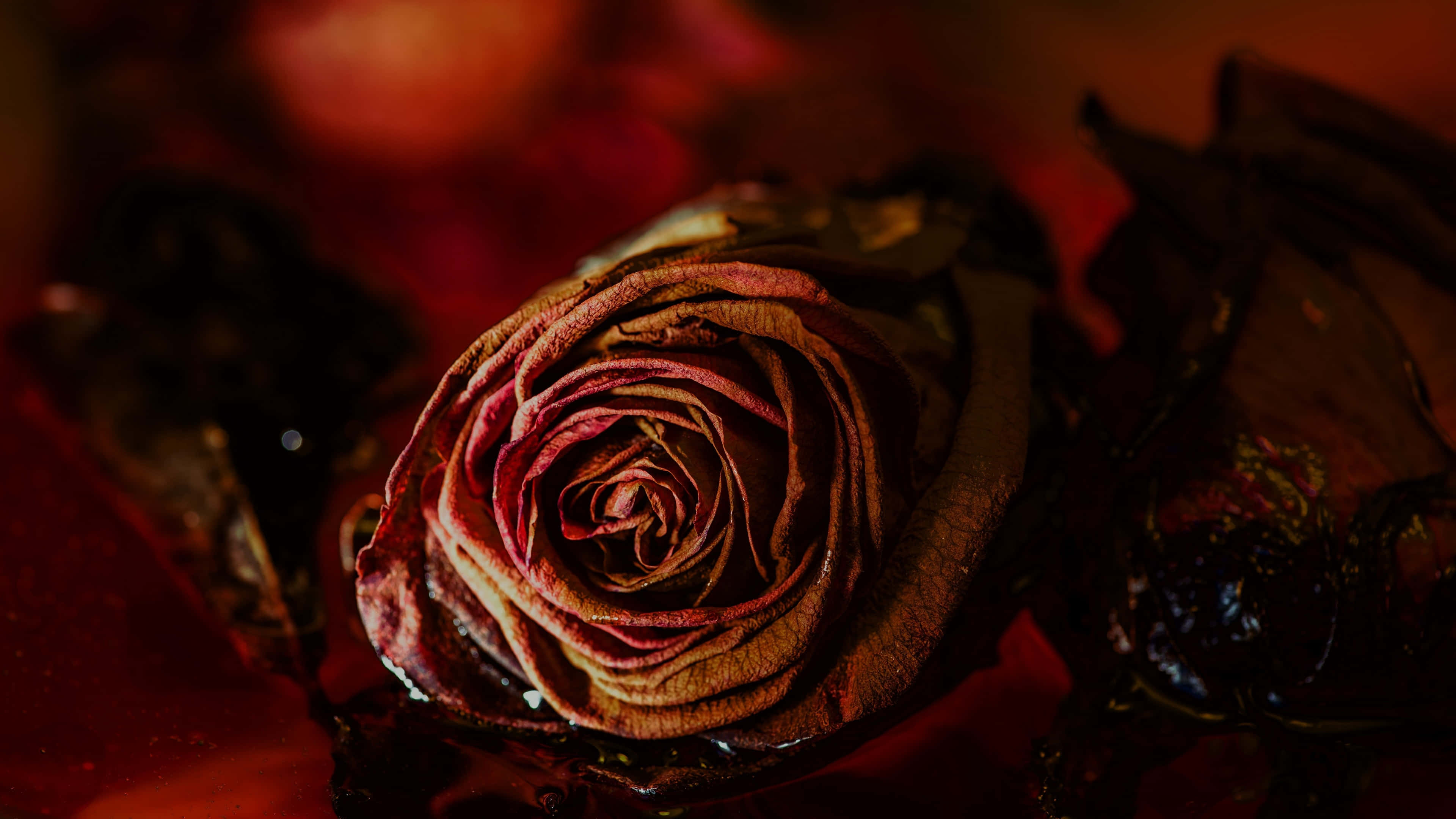 withered red rose, close-up, deep shadow, 4K Desktop Wallpaper