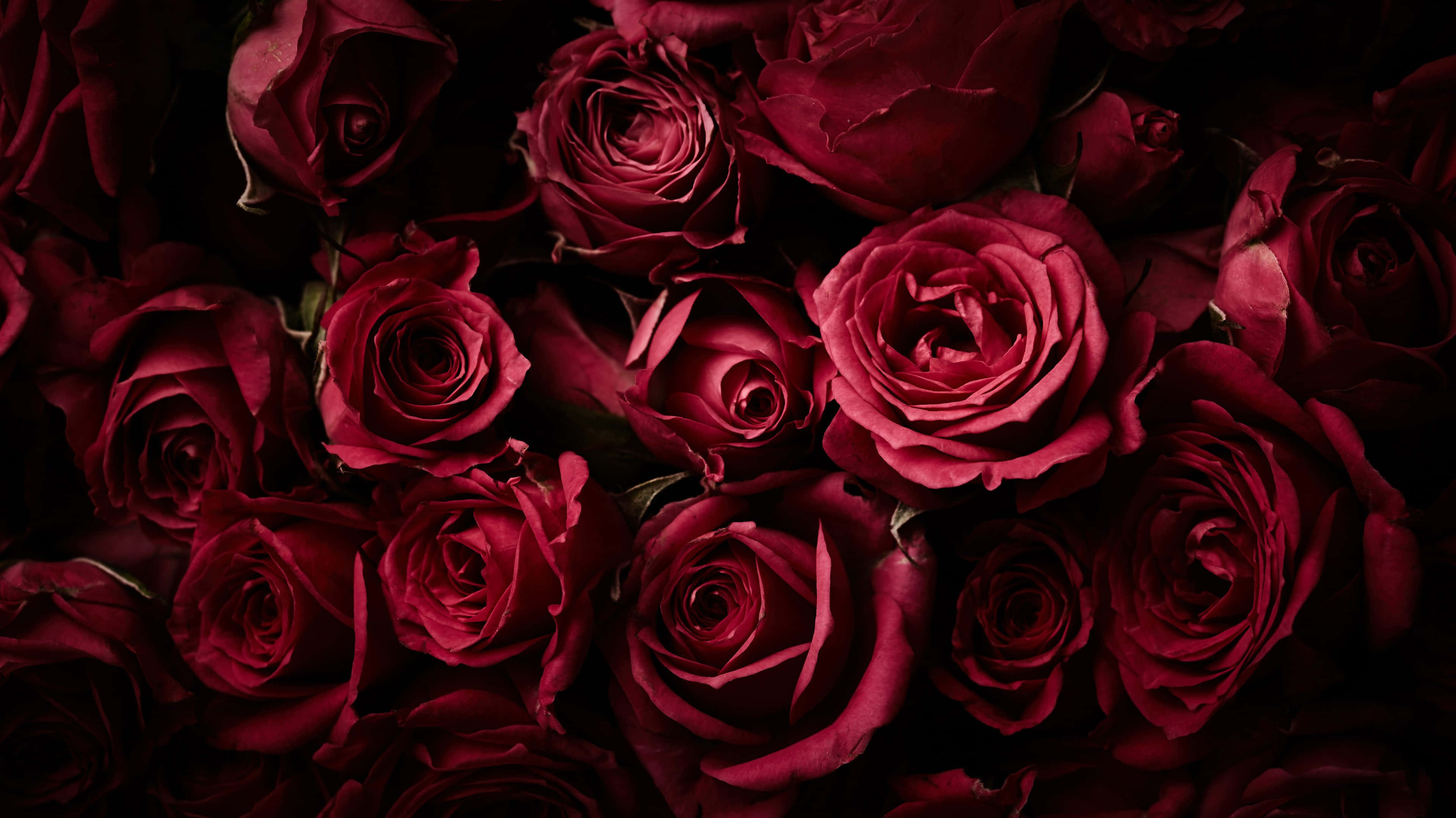 dark red roses, deep crimson roses, velvety petals, 4K Desktop Wallpaper