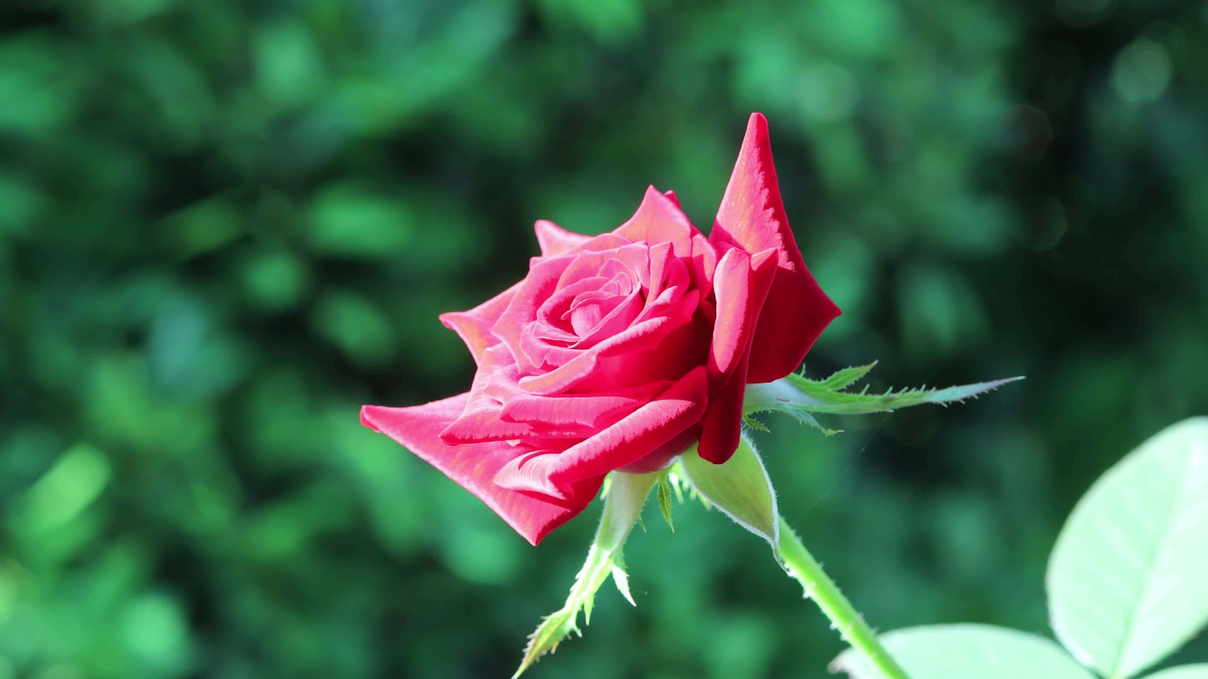 vibrant red rose, layered petals, soft green blurred garden background, 4K Desktop Wallpaper