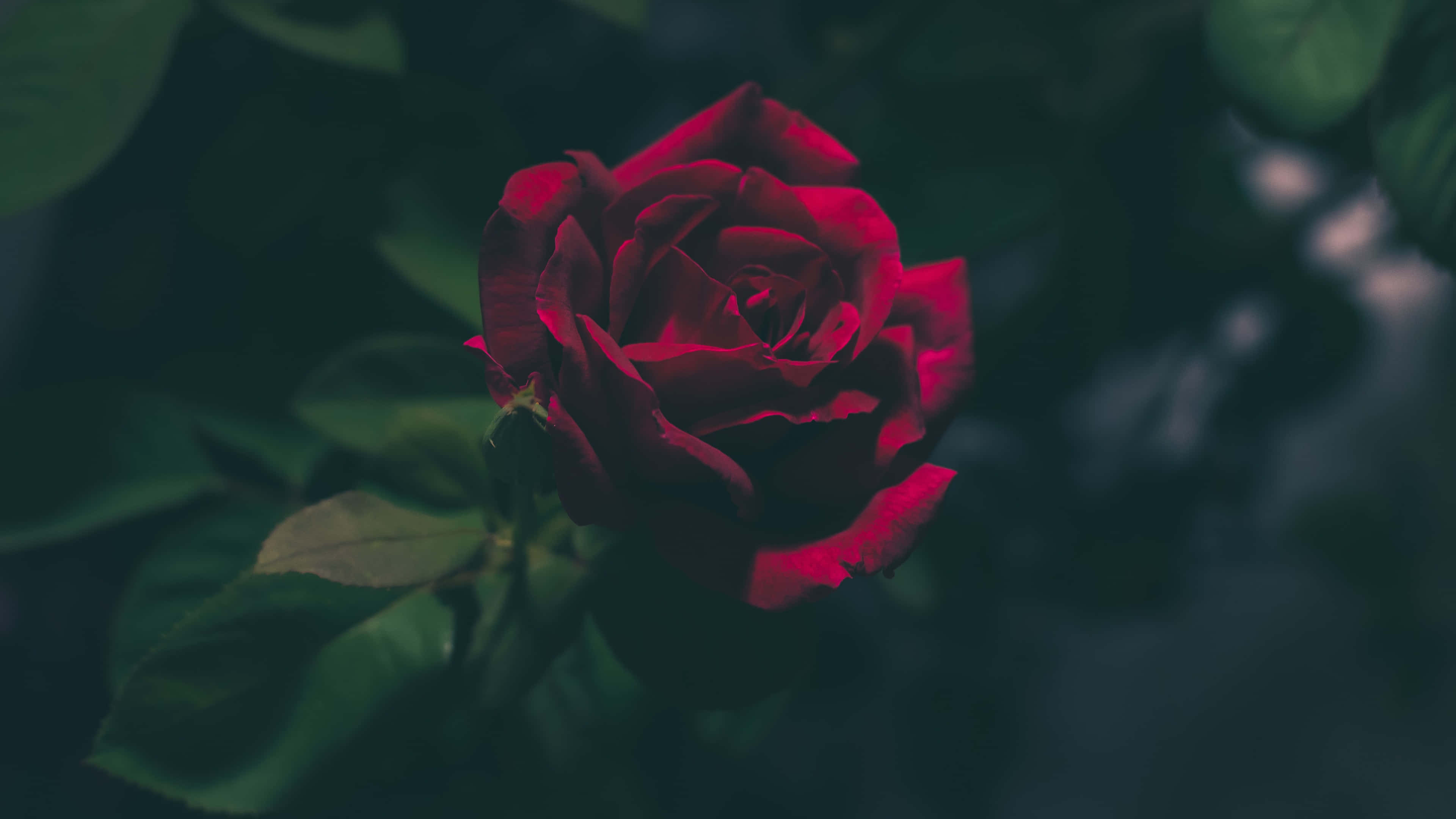Red Rose, dark background, deep crimson, 4K Desktop Wallpaper