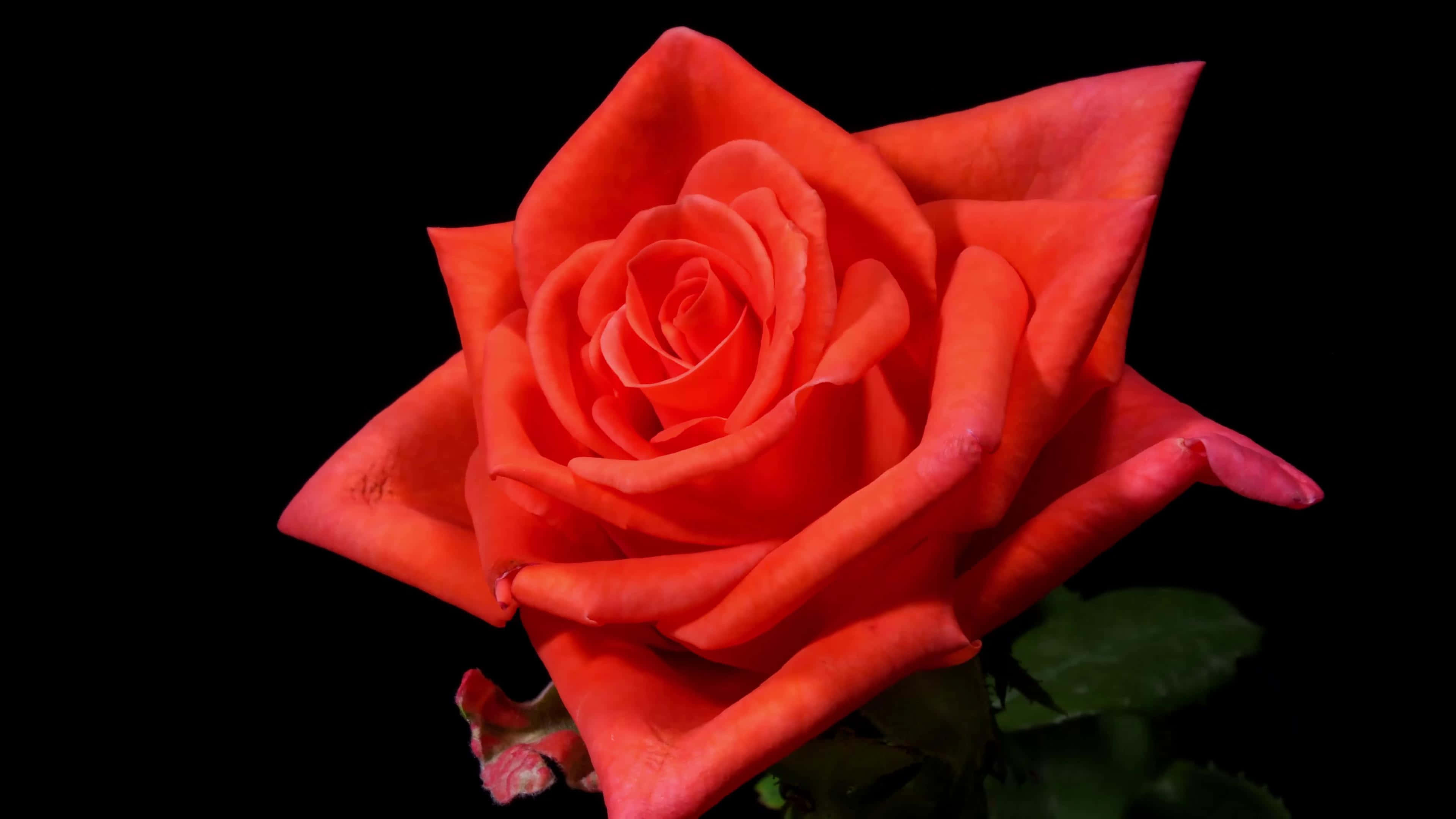 vibrant red rose, full bloom, layered petals, 4K Desktop Wallpaper