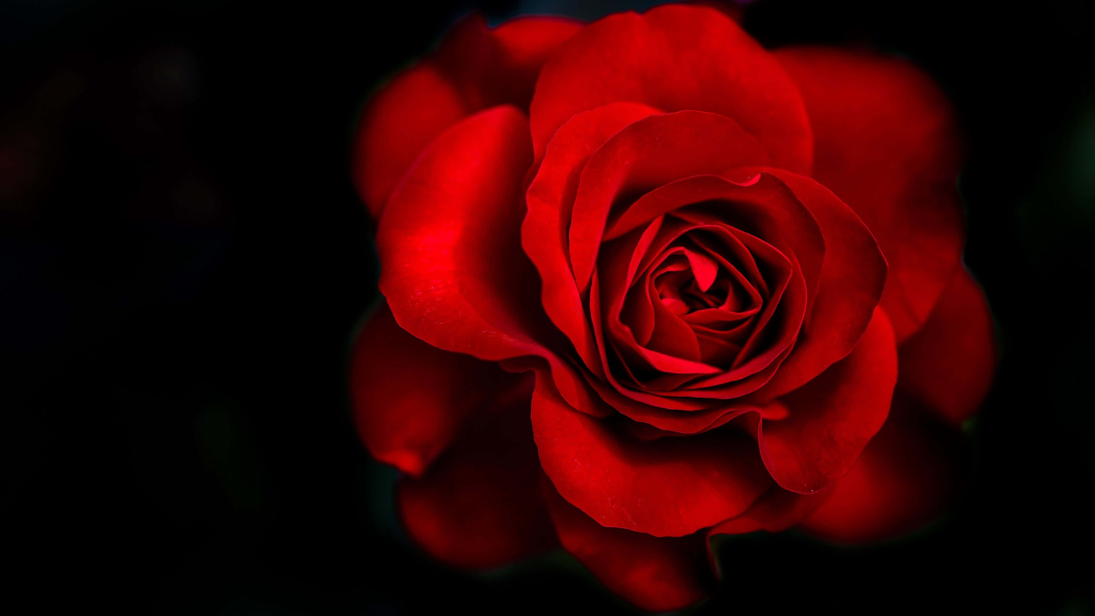 vibrant red rose, black background, soft glowing edges, 4K Desktop Wallpaper