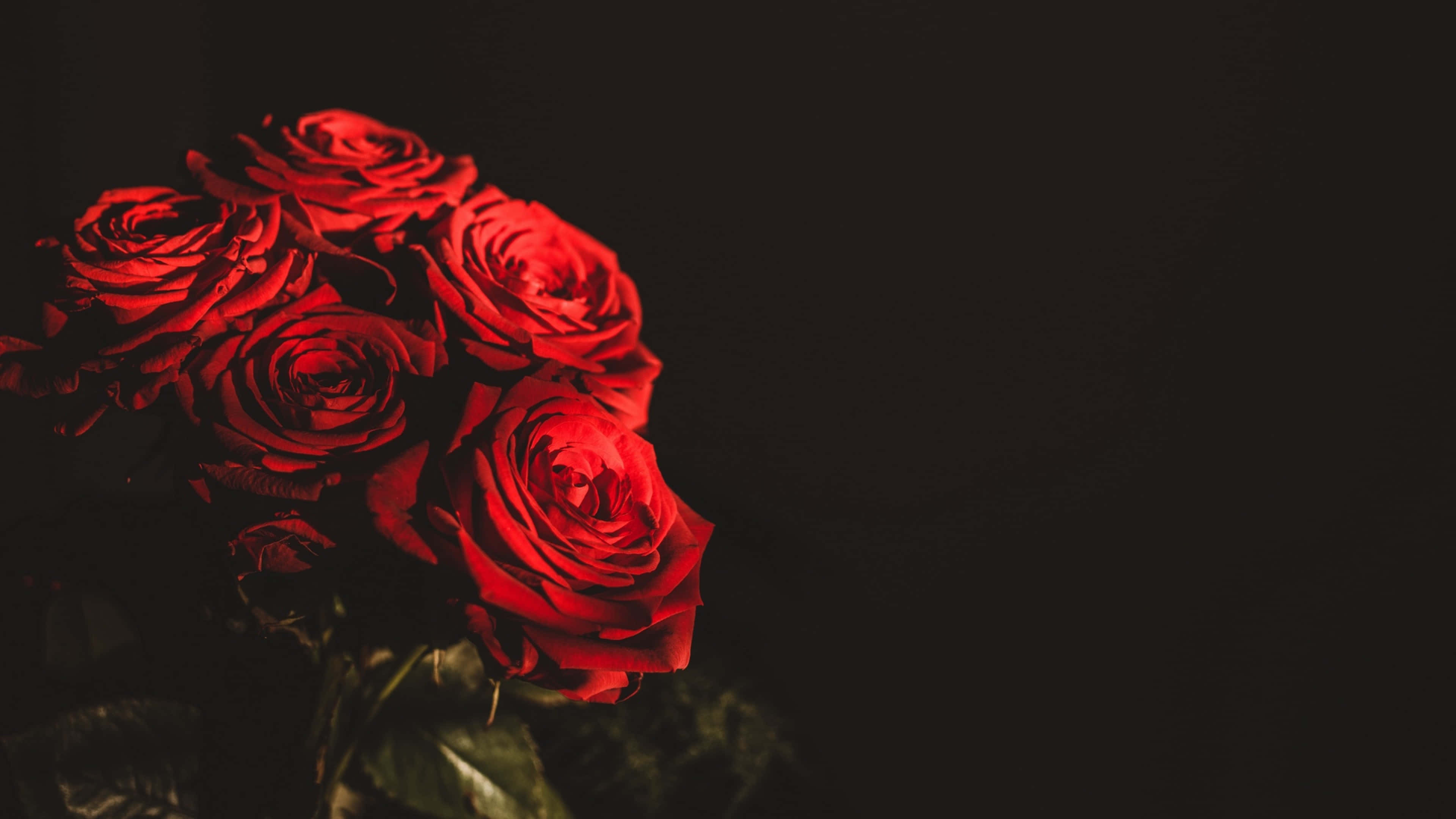vibrant red roses, dark background, 4K, 4K Desktop Wallpaper