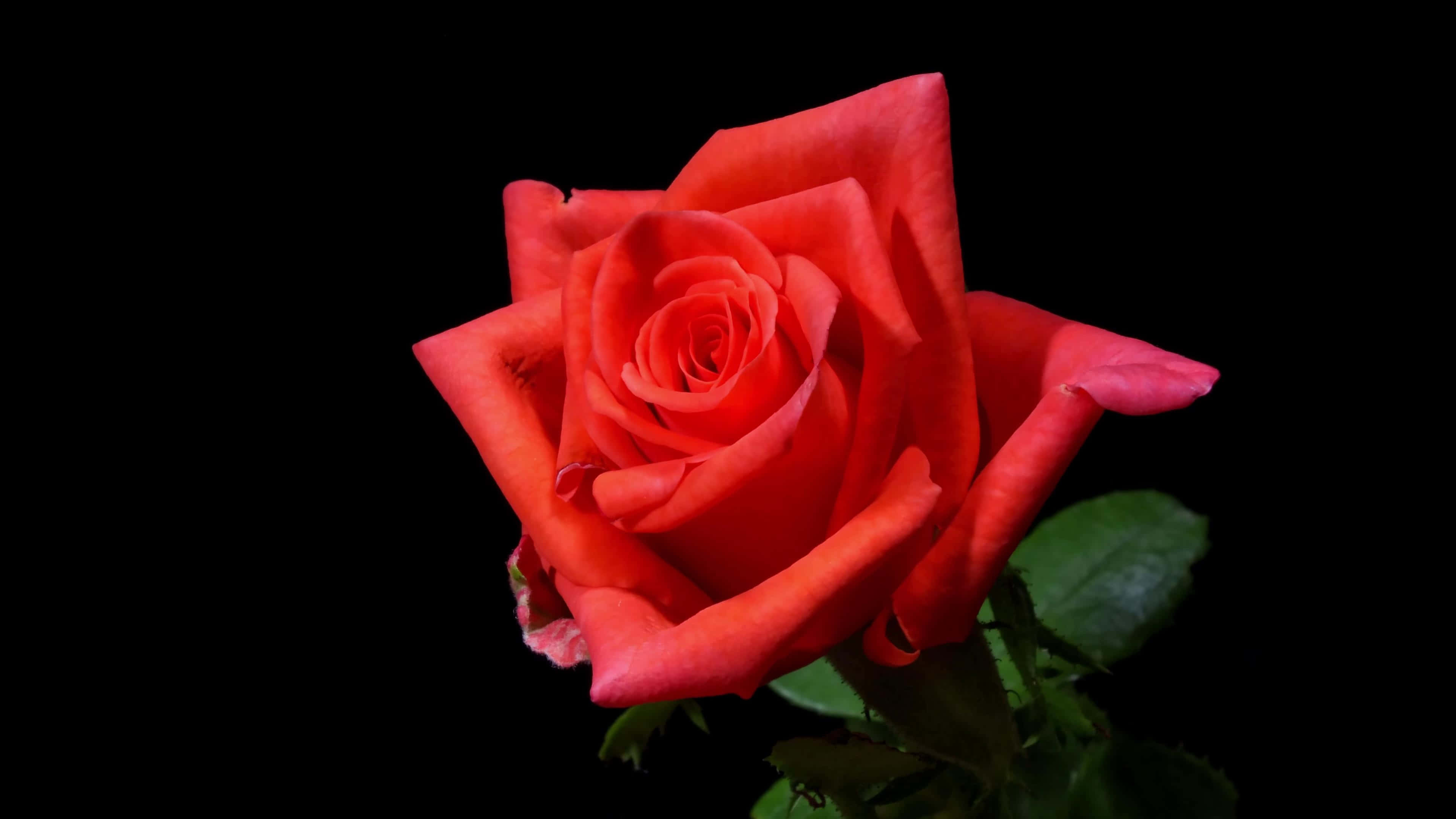 vibrant red rose, stark black background, delicate green leaves, 4K Desktop Wallpaper