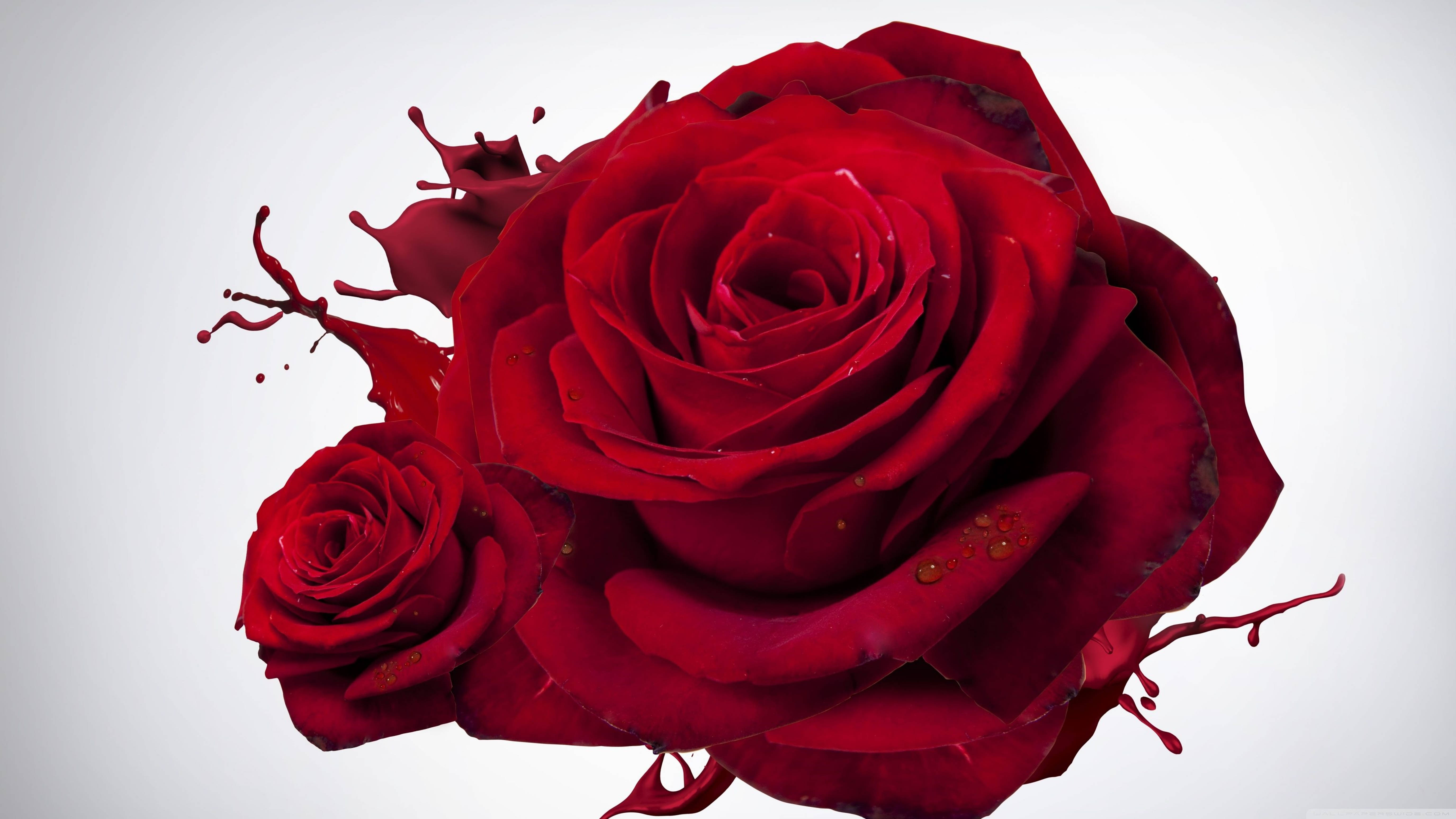 4K Splashed Red Rose, vibrant red roses, paint splatters, 5K Desktop Wallpaper