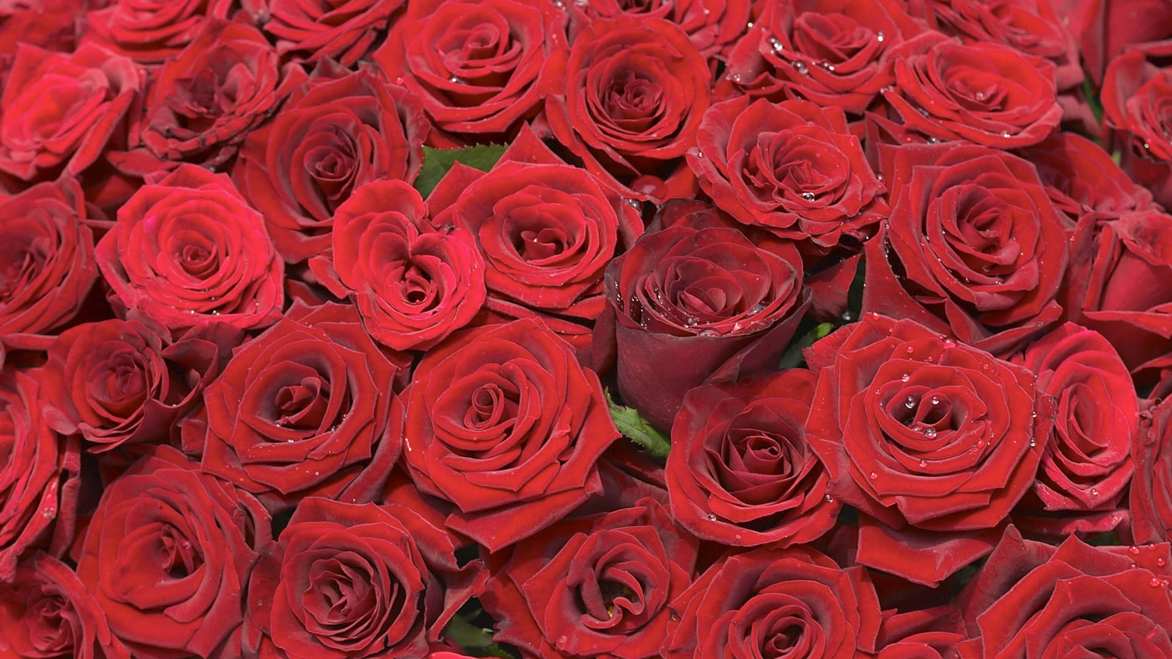 vibrant red roses, dewdrops, soft light, 4K Desktop Wallpaper