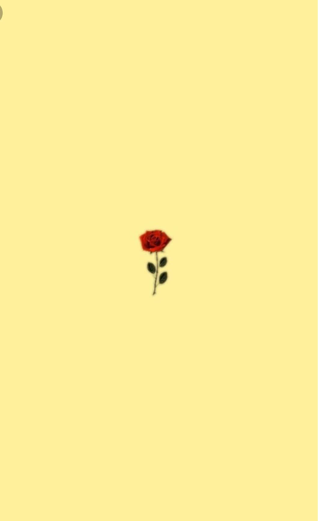 red rose, green stem, leaves, HD Phone Wallpaper
