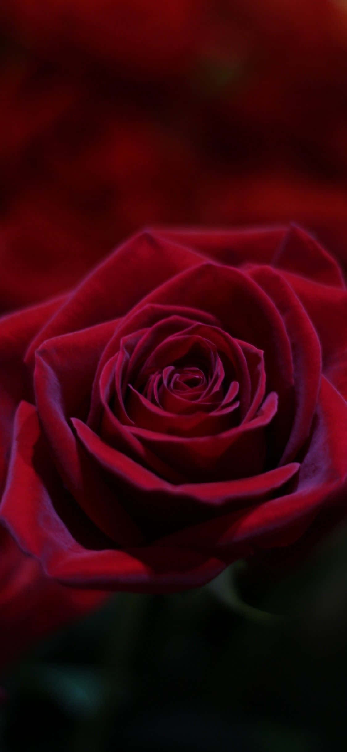 deep crimson rose, velvety petals, perfect spiral, Full HD Phone Wallpaper