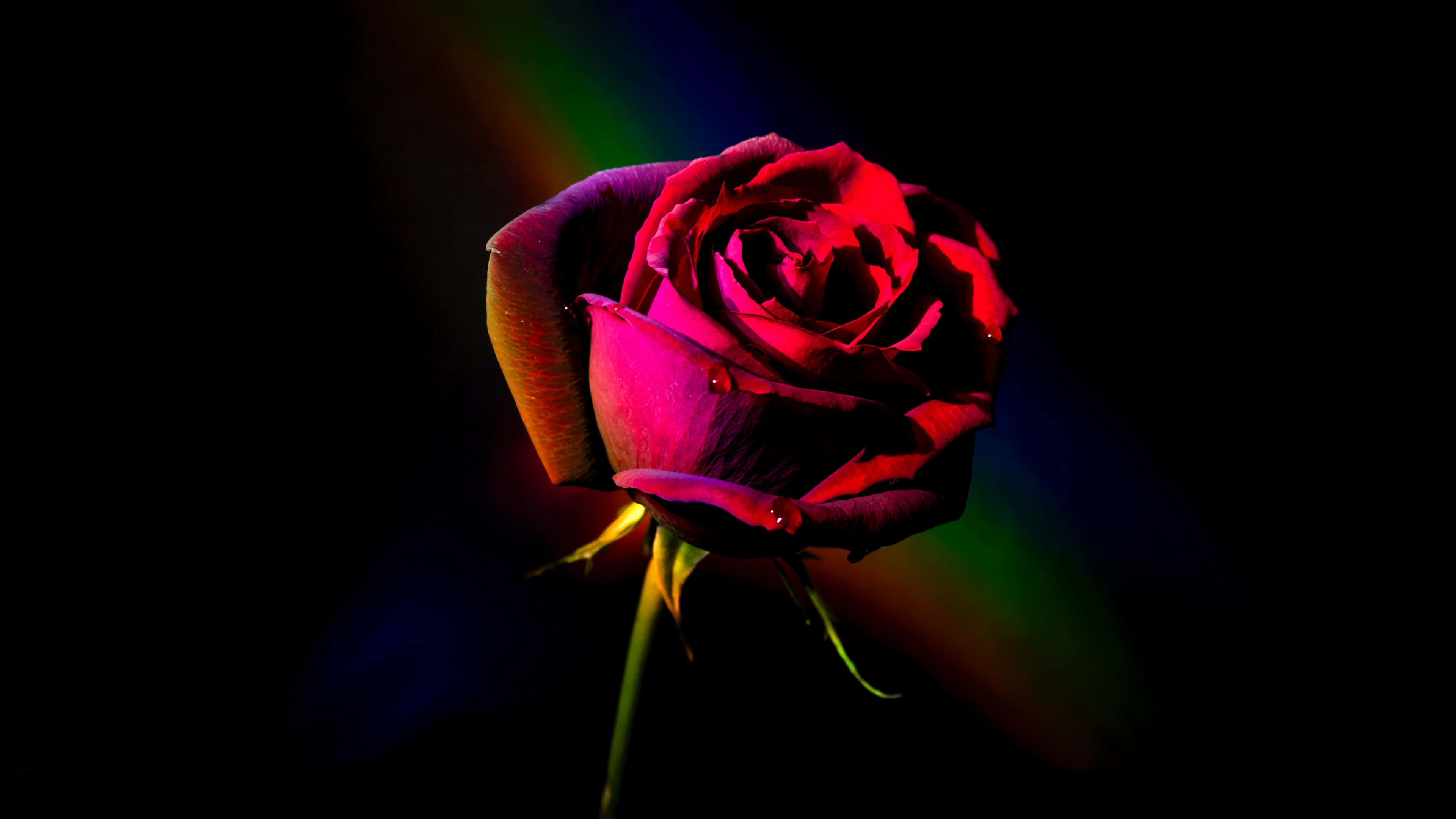 Vibrant Red Rose 4K, red rose, vibrant rainbow light, 4K Desktop Wallpaper