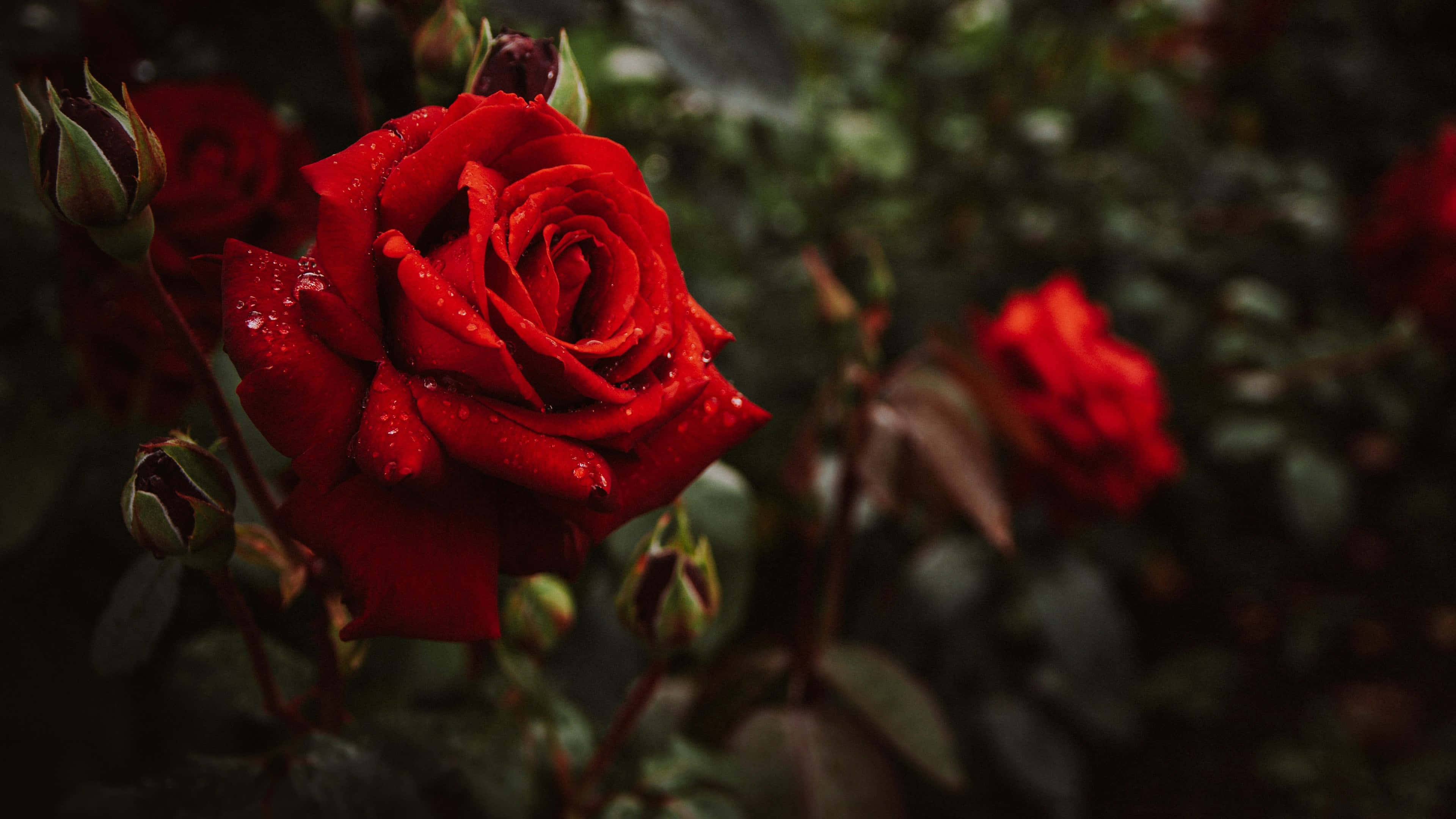 vibrant red rose, dewdrops, dark blurred garden backdrop, 4K Desktop Wallpaper