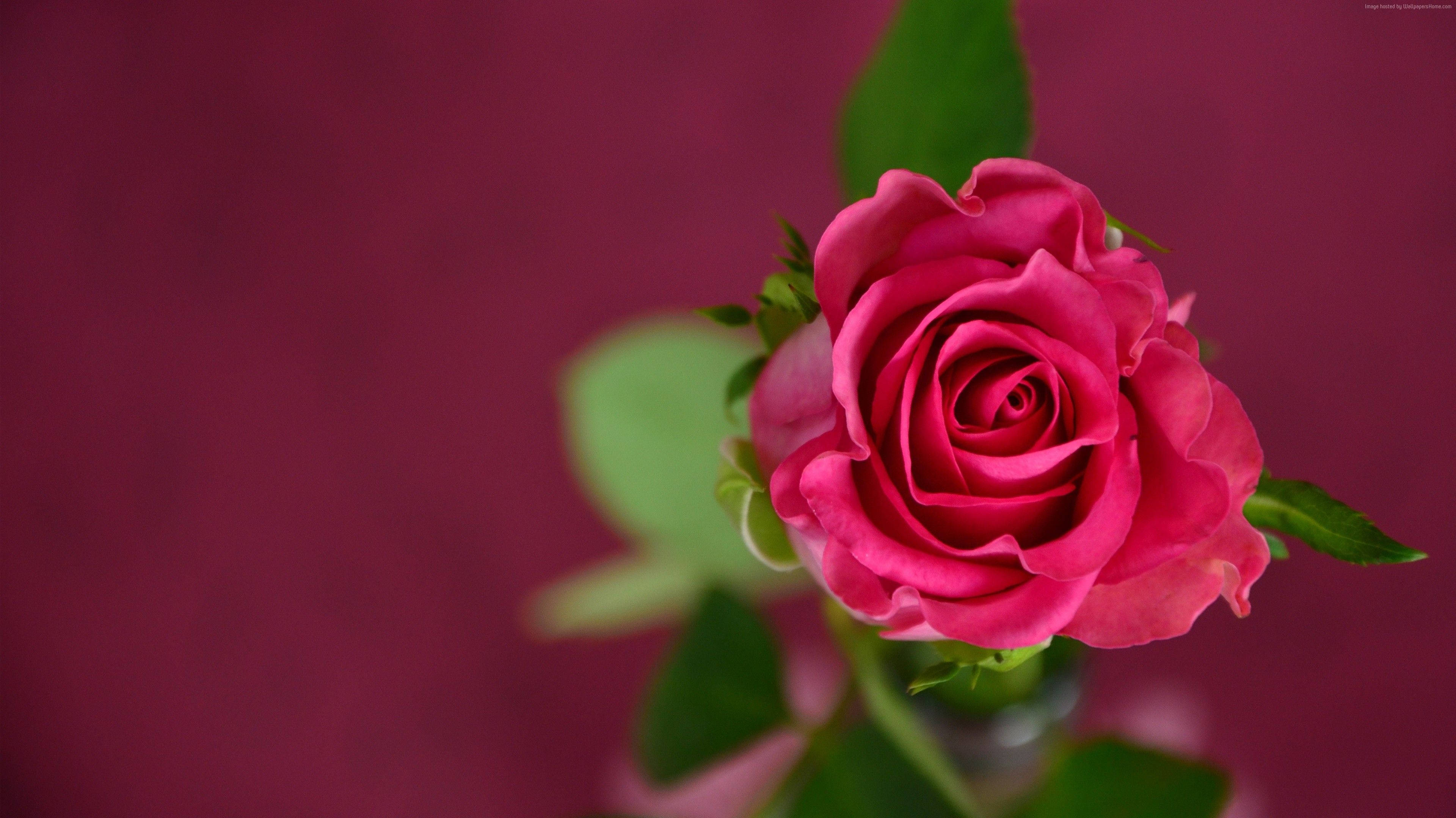 Red Rose 4K, vibrant pink rose, deep maroon backdrop, 4K Desktop Wallpaper