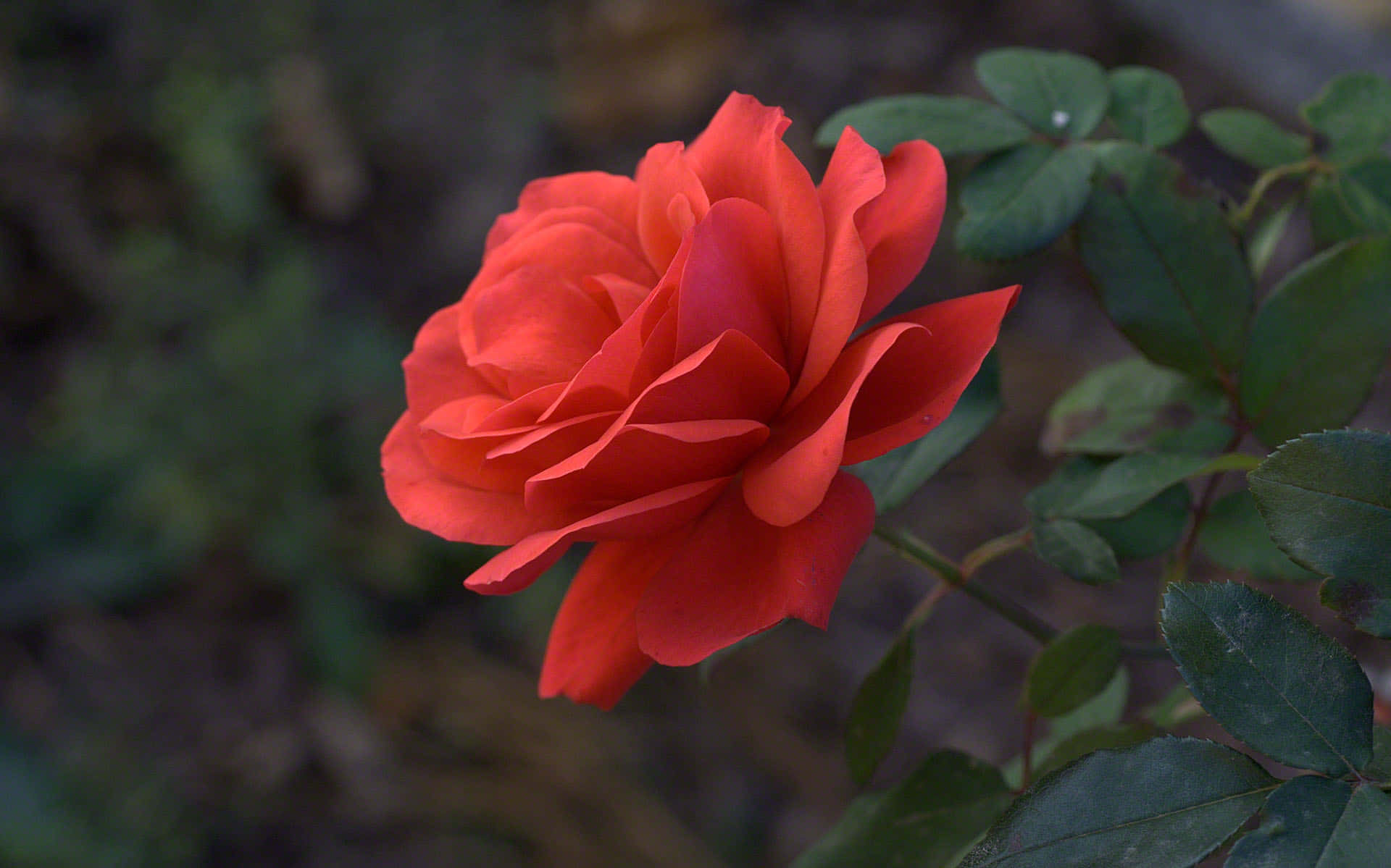 red rose, vibrant red, layered petals, Full HD Desktop Wallpaper