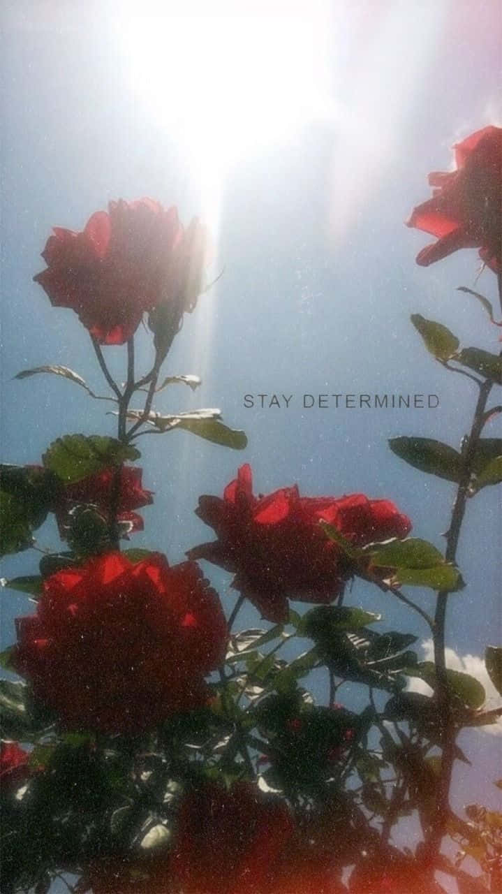 Red Rose, vibrant red roses, bright blue sky, HD Phone Wallpaper