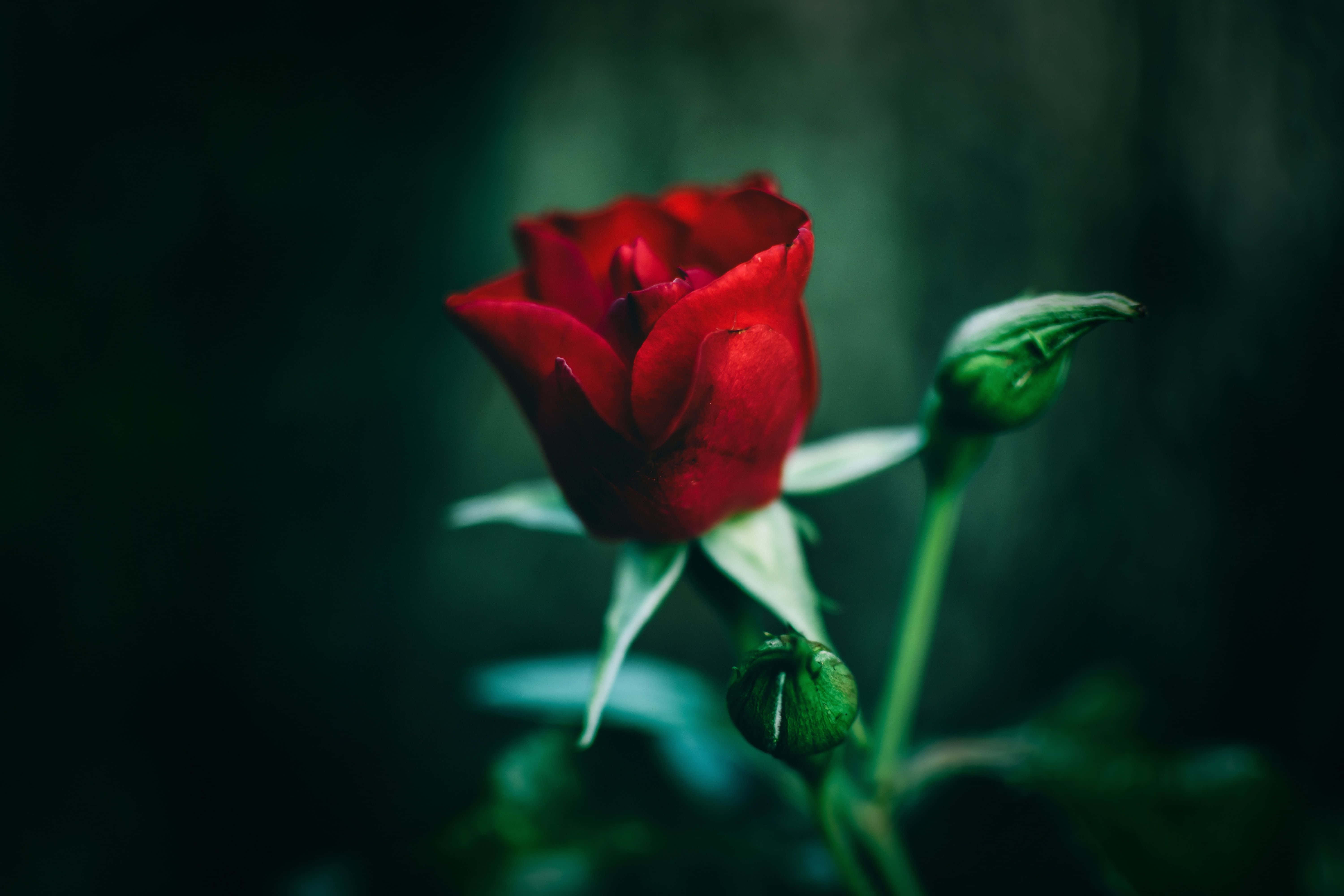 red rose, dark moody green backdrop, soft bokeh, 5K Desktop Wallpaper