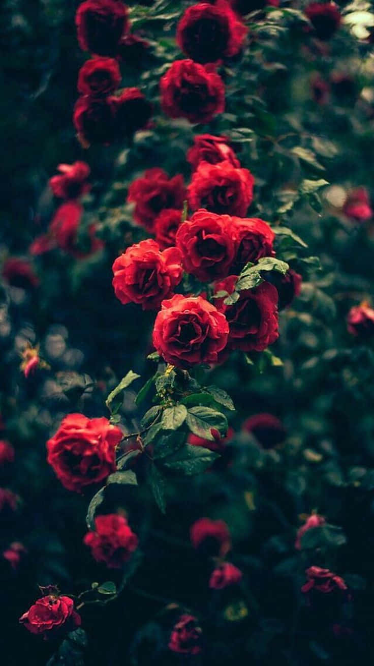 Red Rose Aesthetic, vibrant red roses, dark blurred garden backdrop, HD Phone Wallpaper