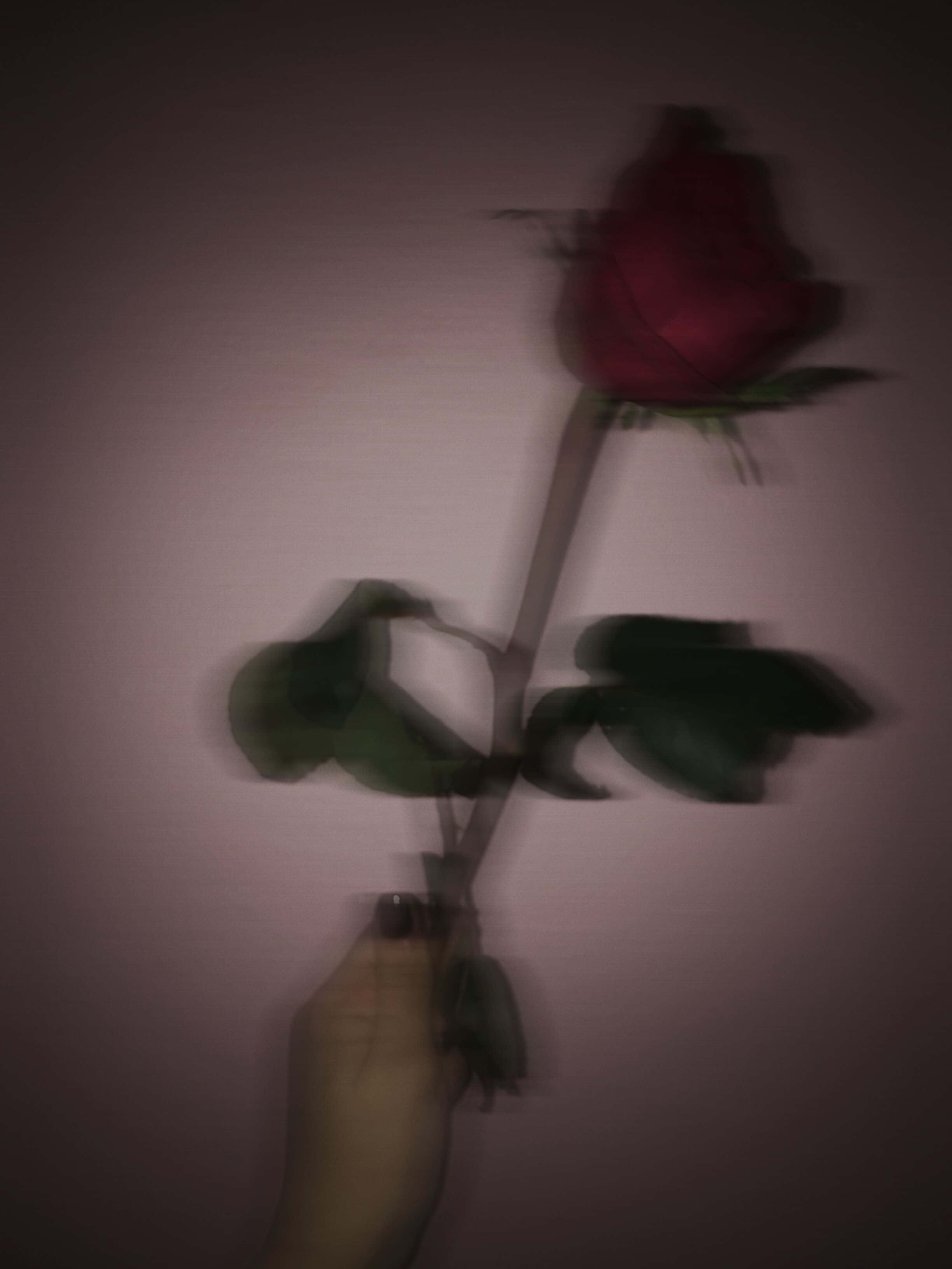 Red Rose Aesthetic, red rose, muted pink wall, 2K Phone Wallpaper