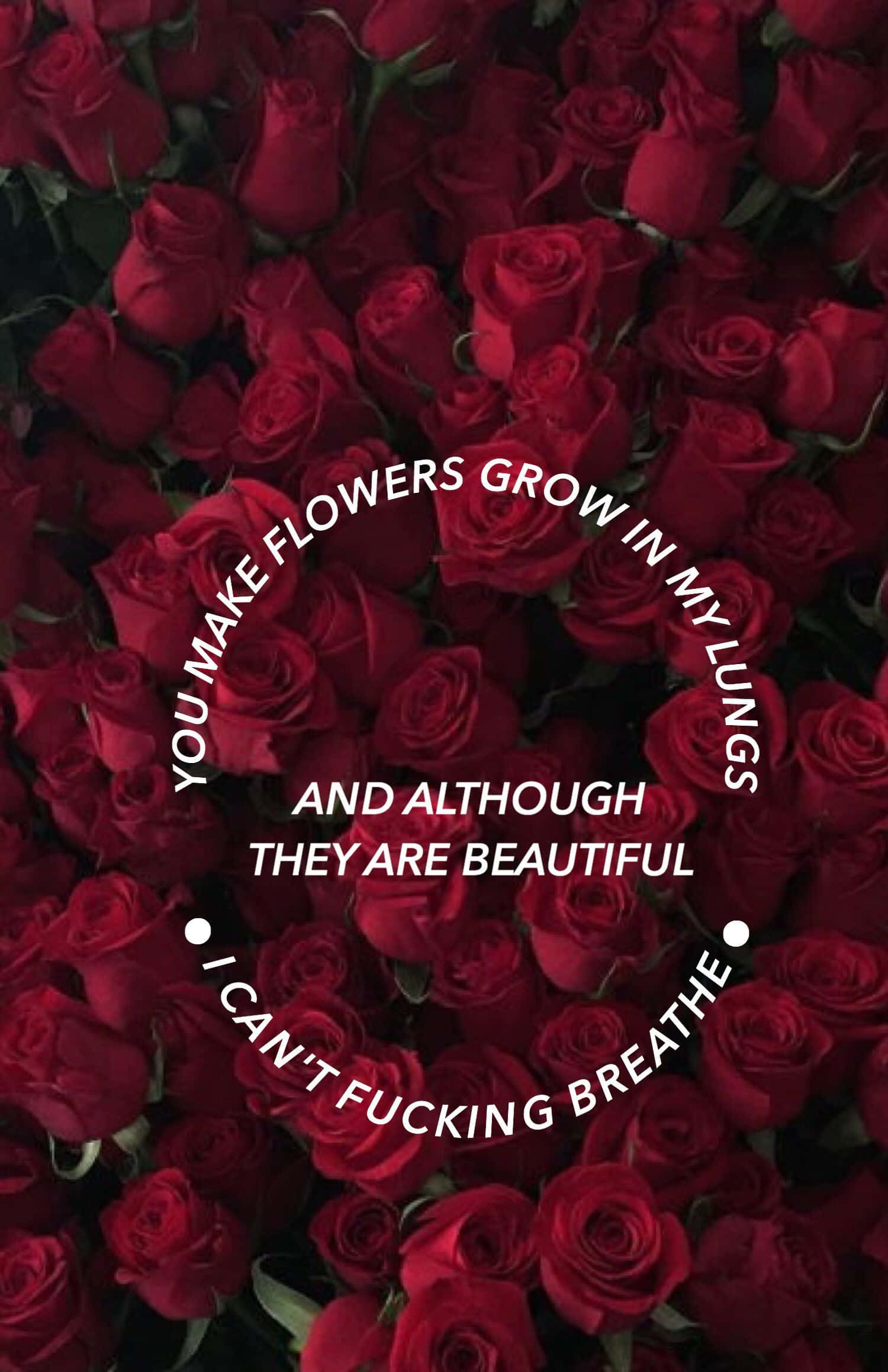 Red Rose Aesthetic, deep red roses, bold white text, Full HD Phone Wallpaper