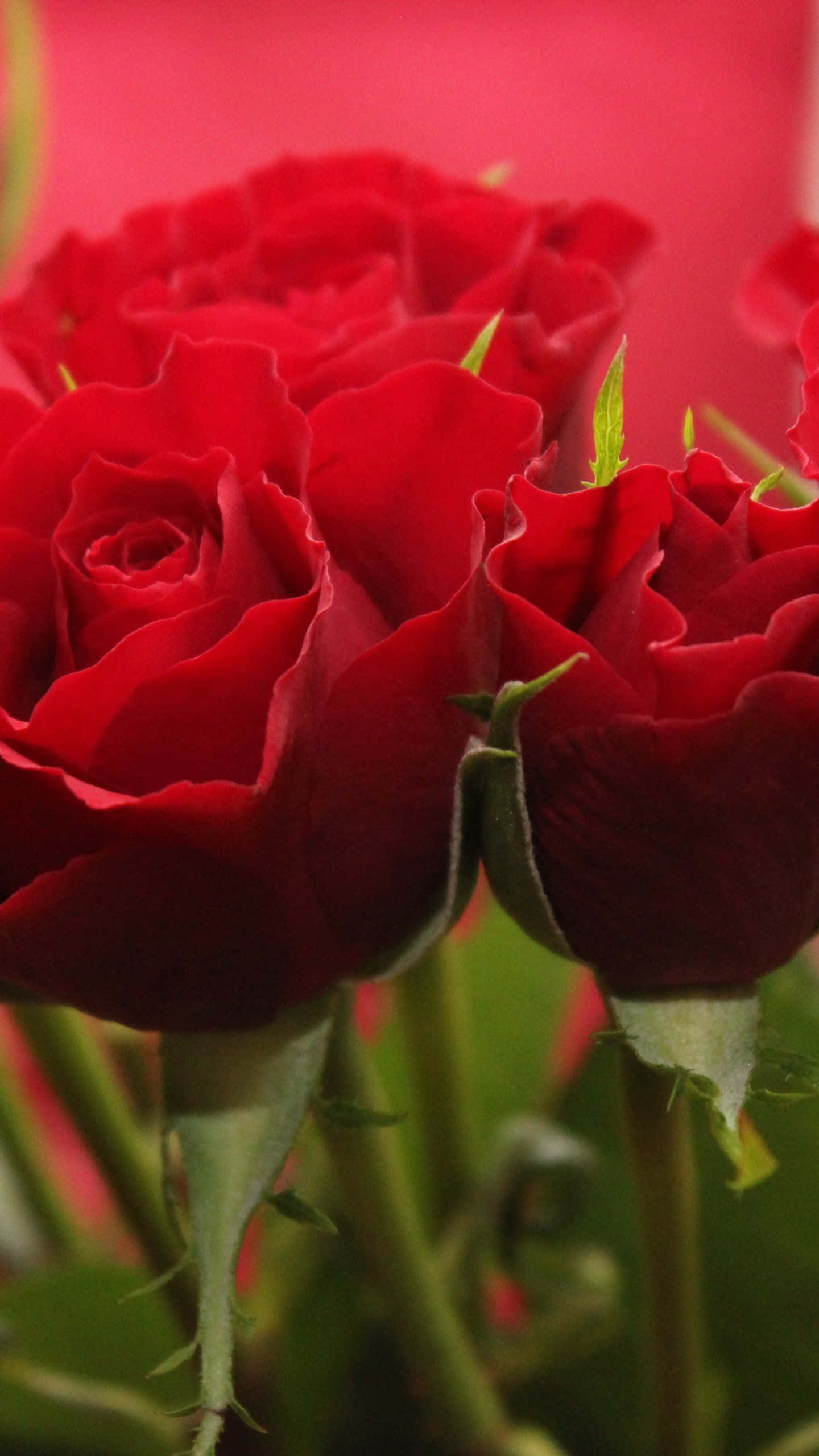 Red Rose Aesthetic, vibrant red roses, lush green stems, 2K Phone Wallpaper