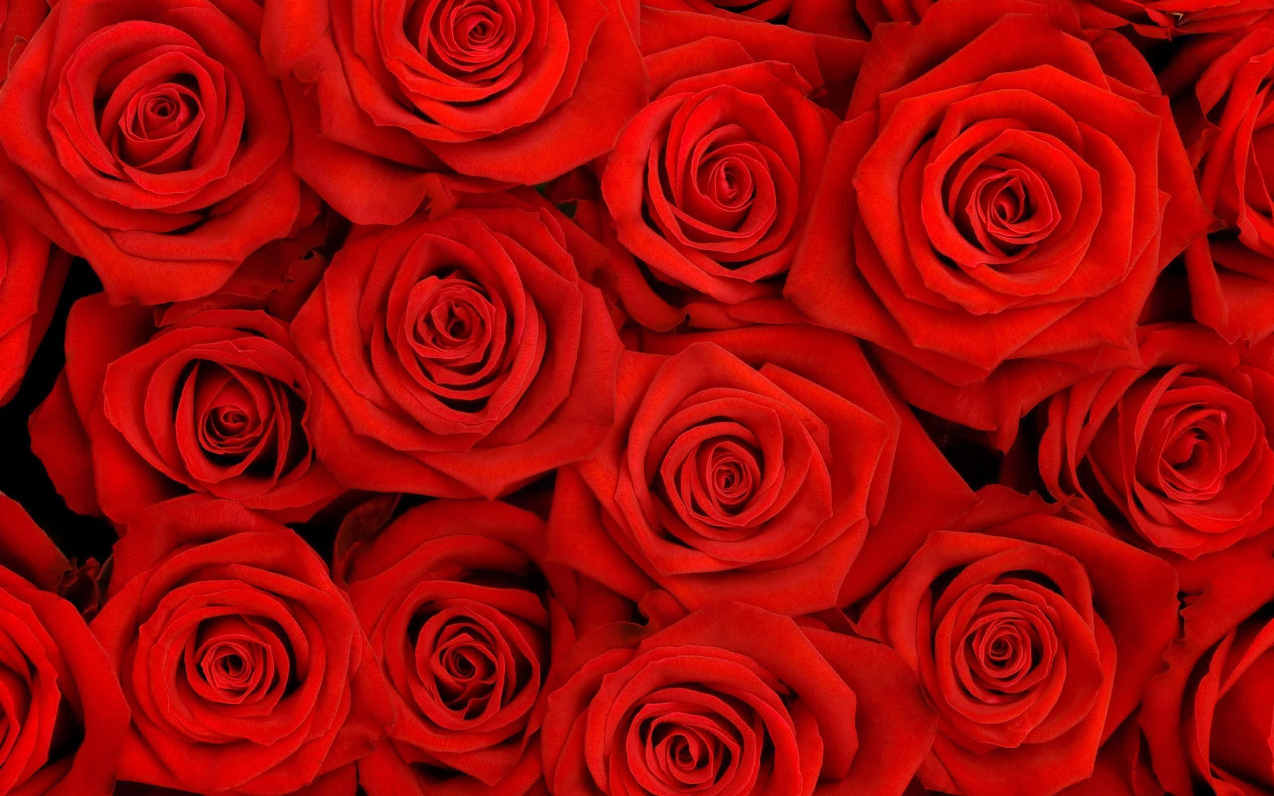 Red Rose Aesthetic, vivid red roses, velvety petals, 2K Desktop Wallpaper