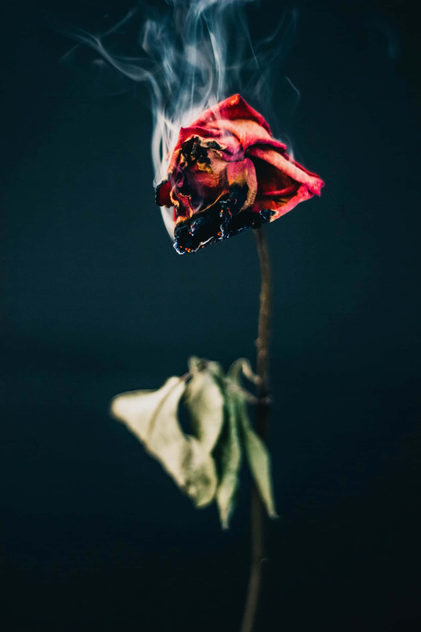 charred red rose, wisps of smoke, dark backdrop, Full HD Phone Wallpaper